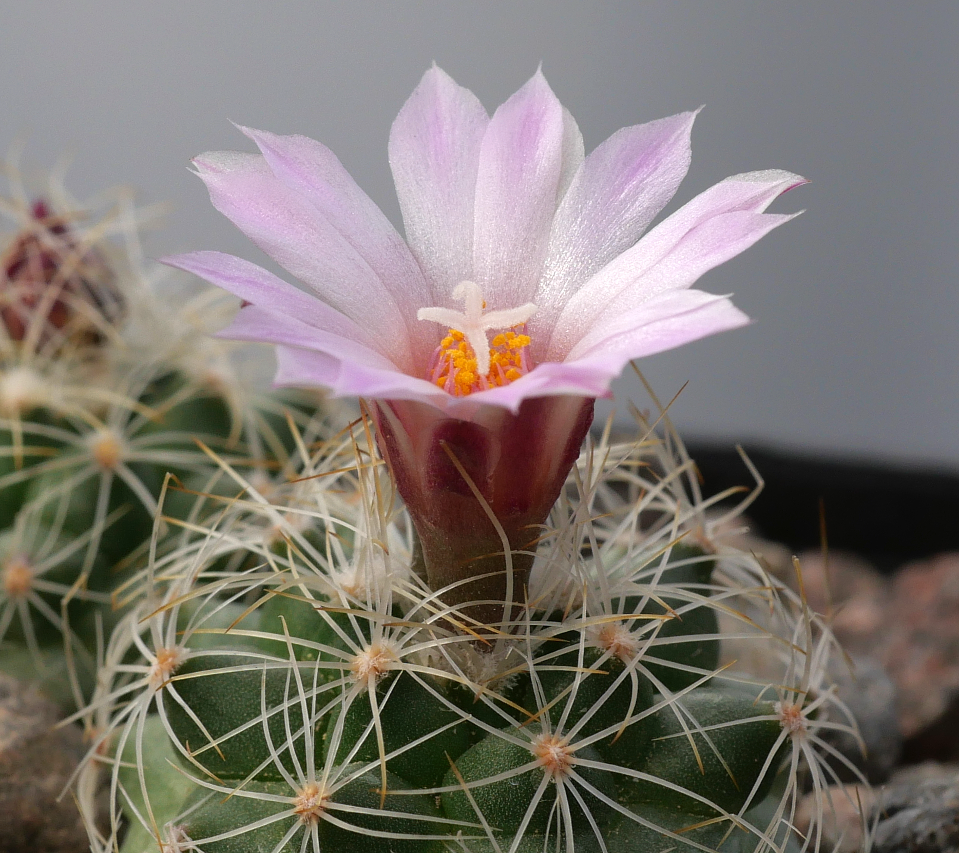 Gymnocactus knuthianus TCG 45006