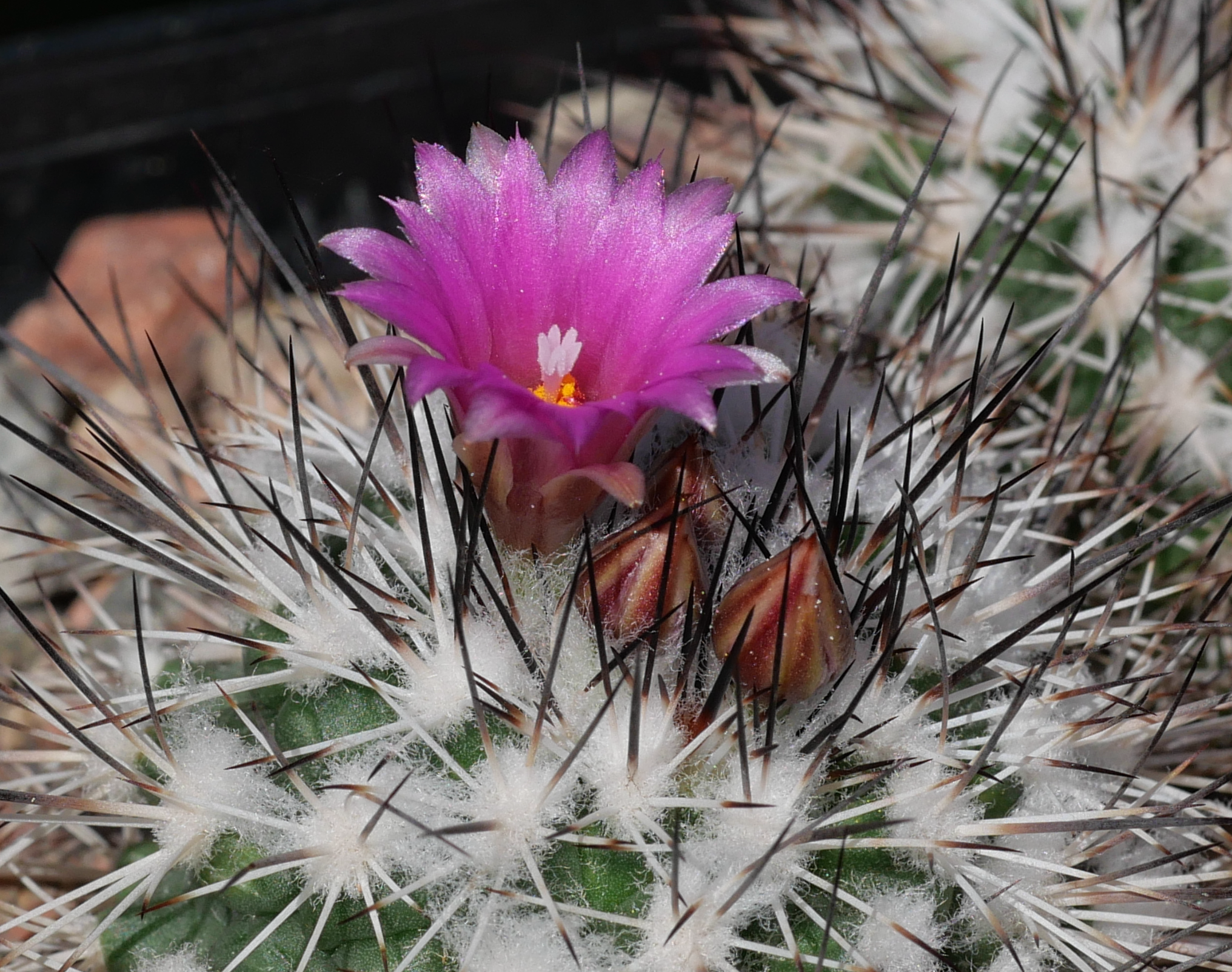 Gymnocactus viereckii ssp. reconditus (El Carrizo, Tam)