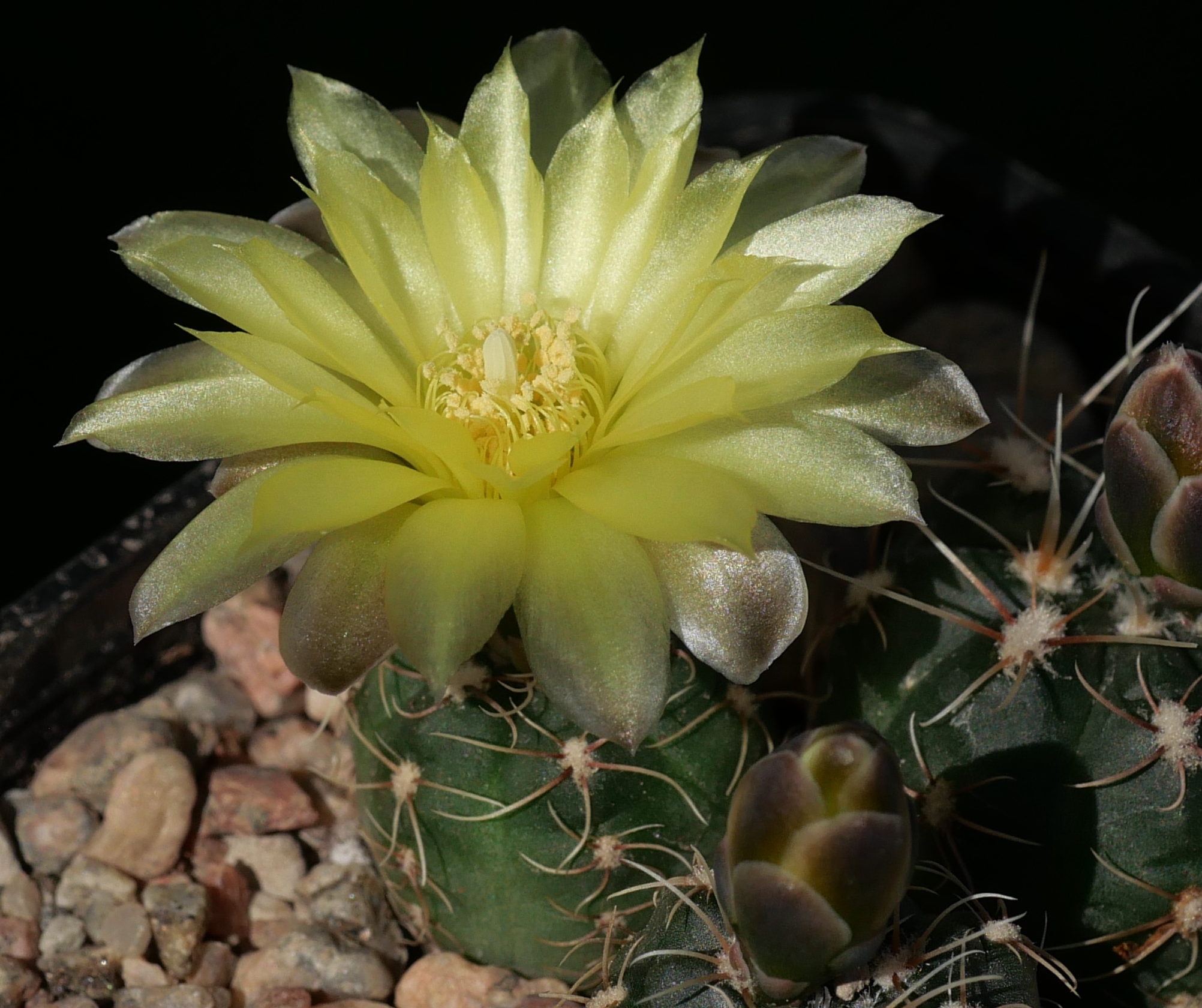 Gymnocalycium andreae VOS 1490