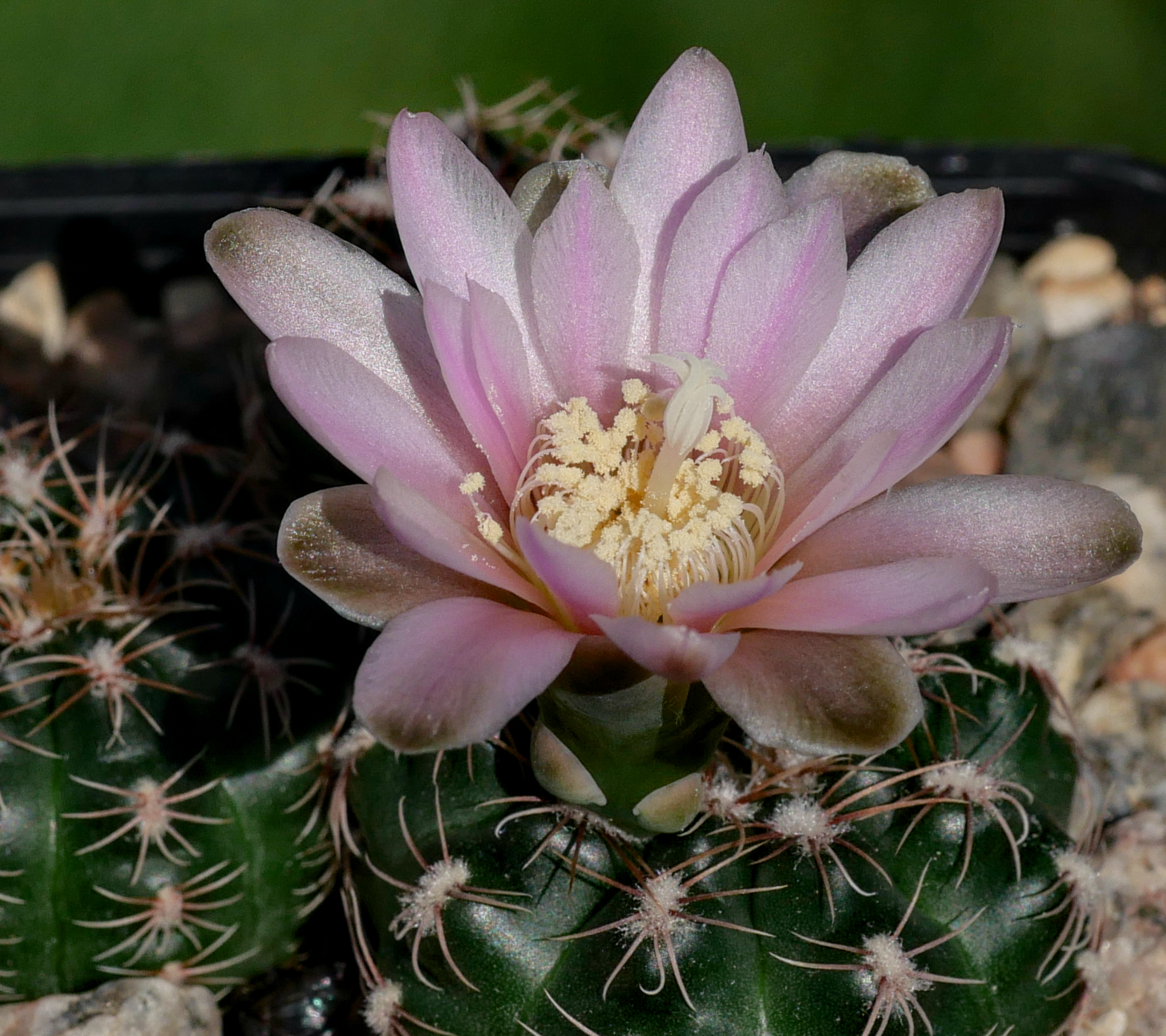 Gymnocalycium bruchii v. shimadae VOS 2850