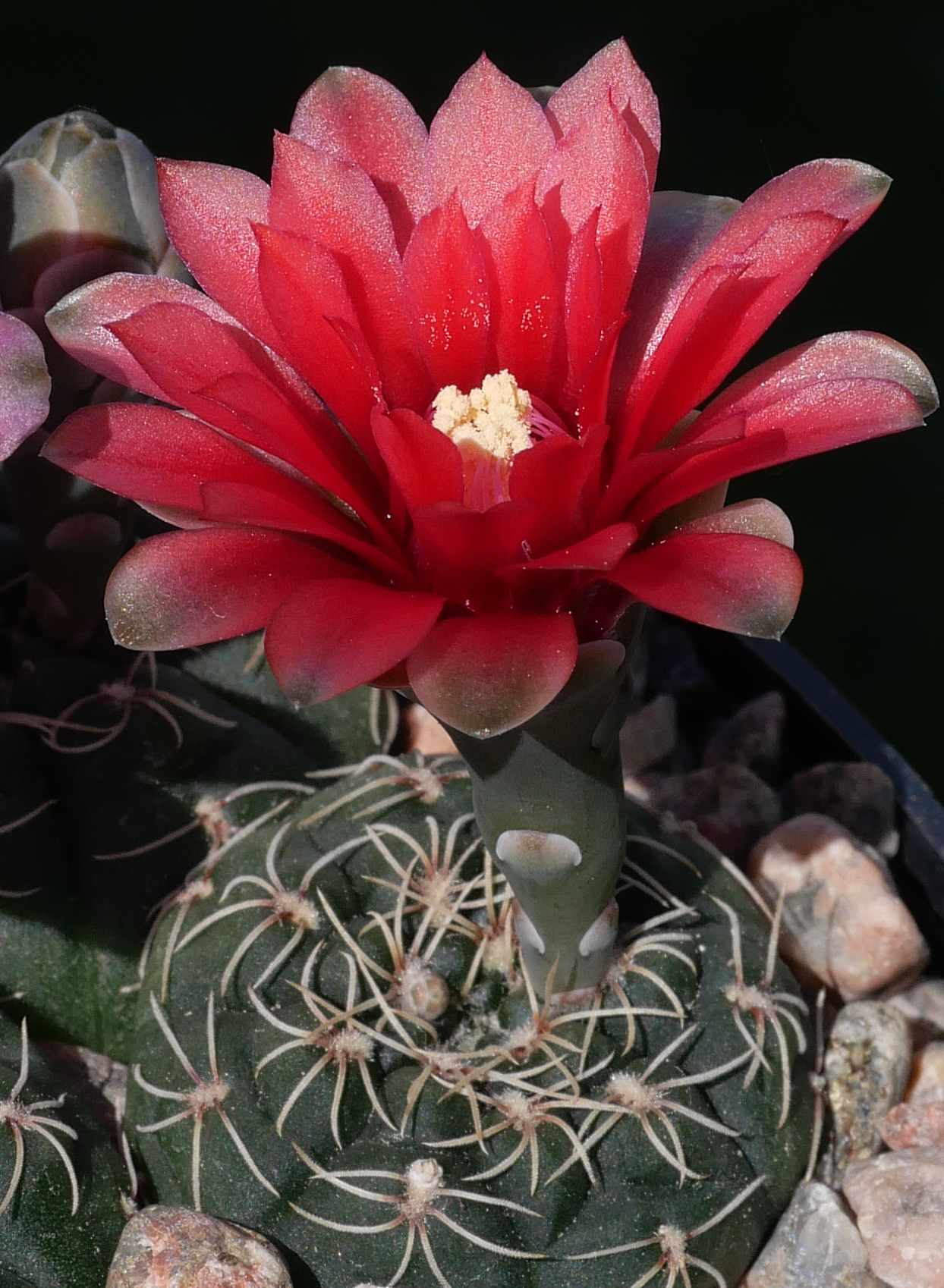 Gymnocalycium schreiteri VOS 2404