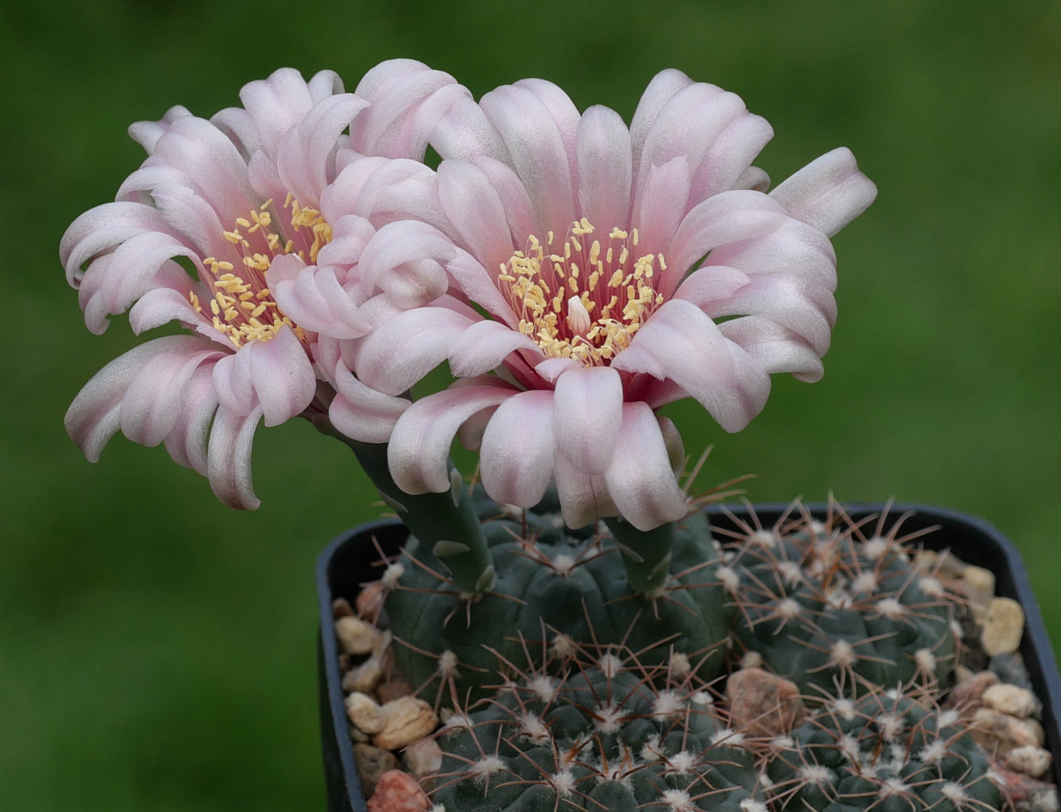 Gymnocalycium spec. LB 351 (near Potrerillo, San Luis, Arg)