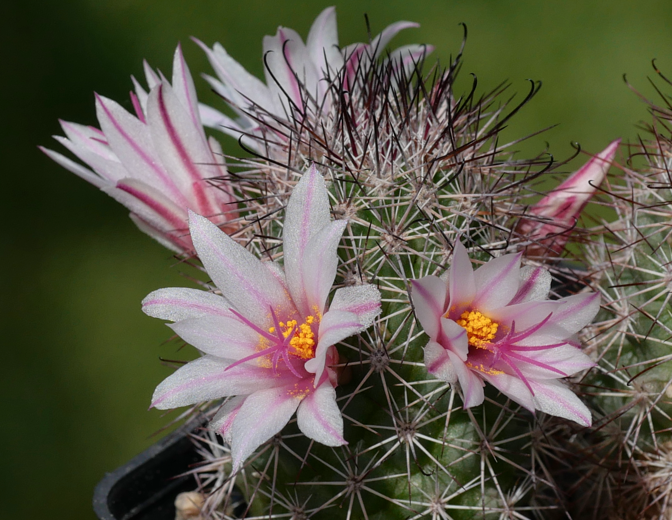 Mammillaria fraileana SB 1247