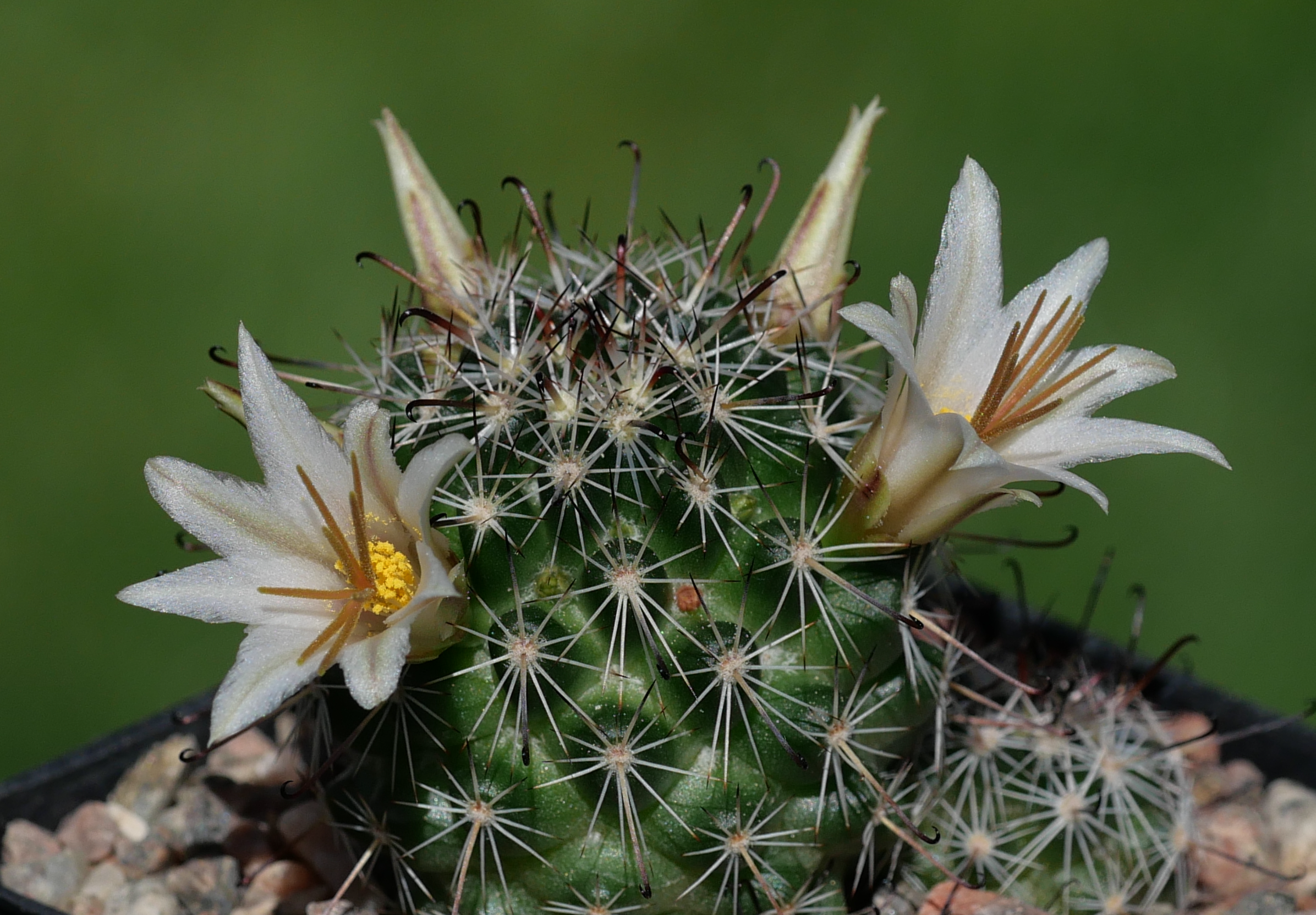 Mammillaria louisae GM 1298