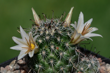 Mammillaria louisae GM 1298