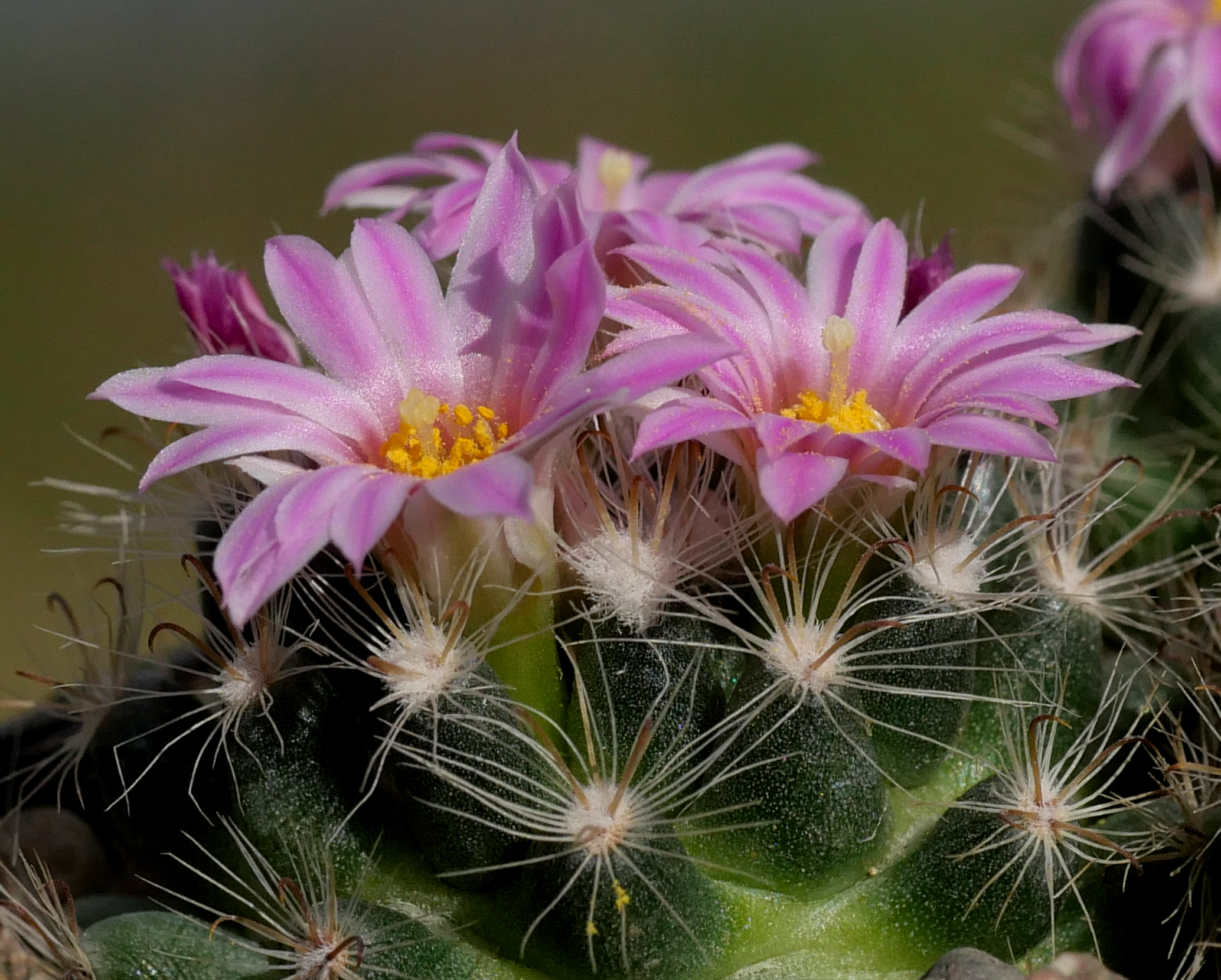 Mammillaria tepexensis FO-177