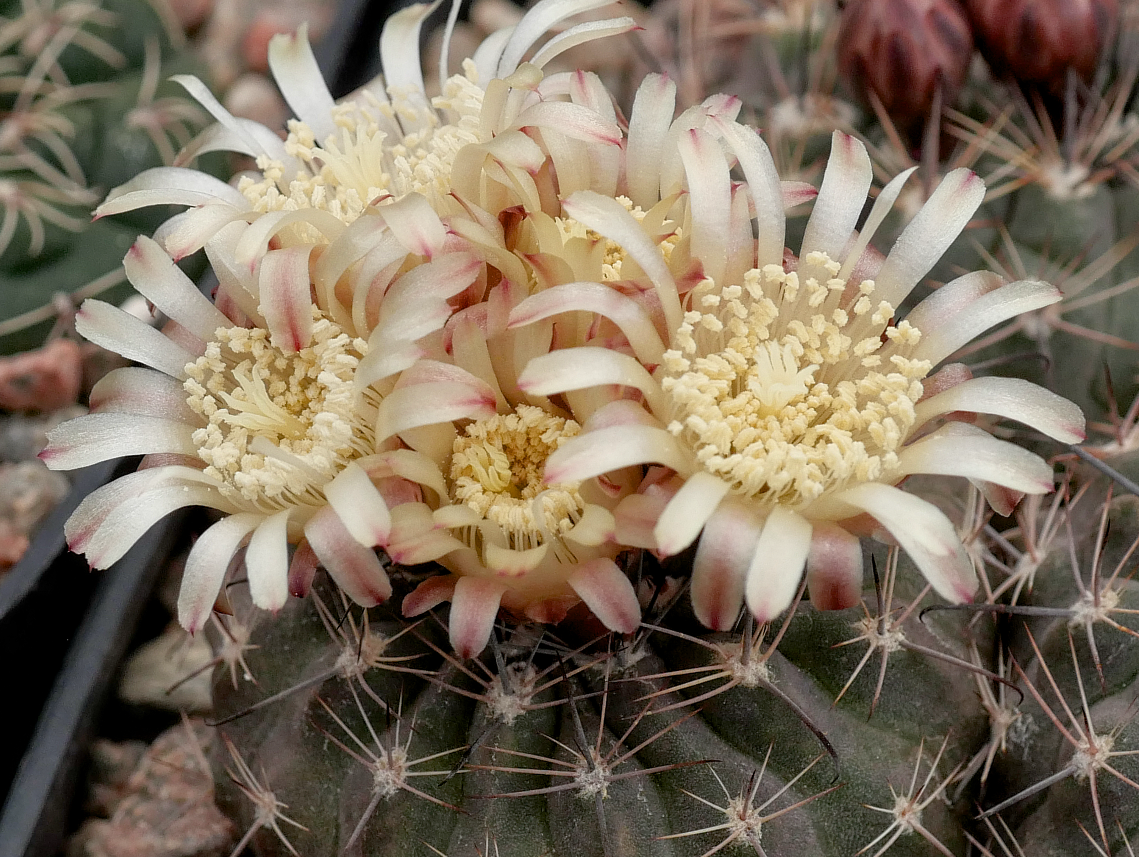 Neowerdermannia chilensis CH 1543 (SW Putre, 3568m, Chile)