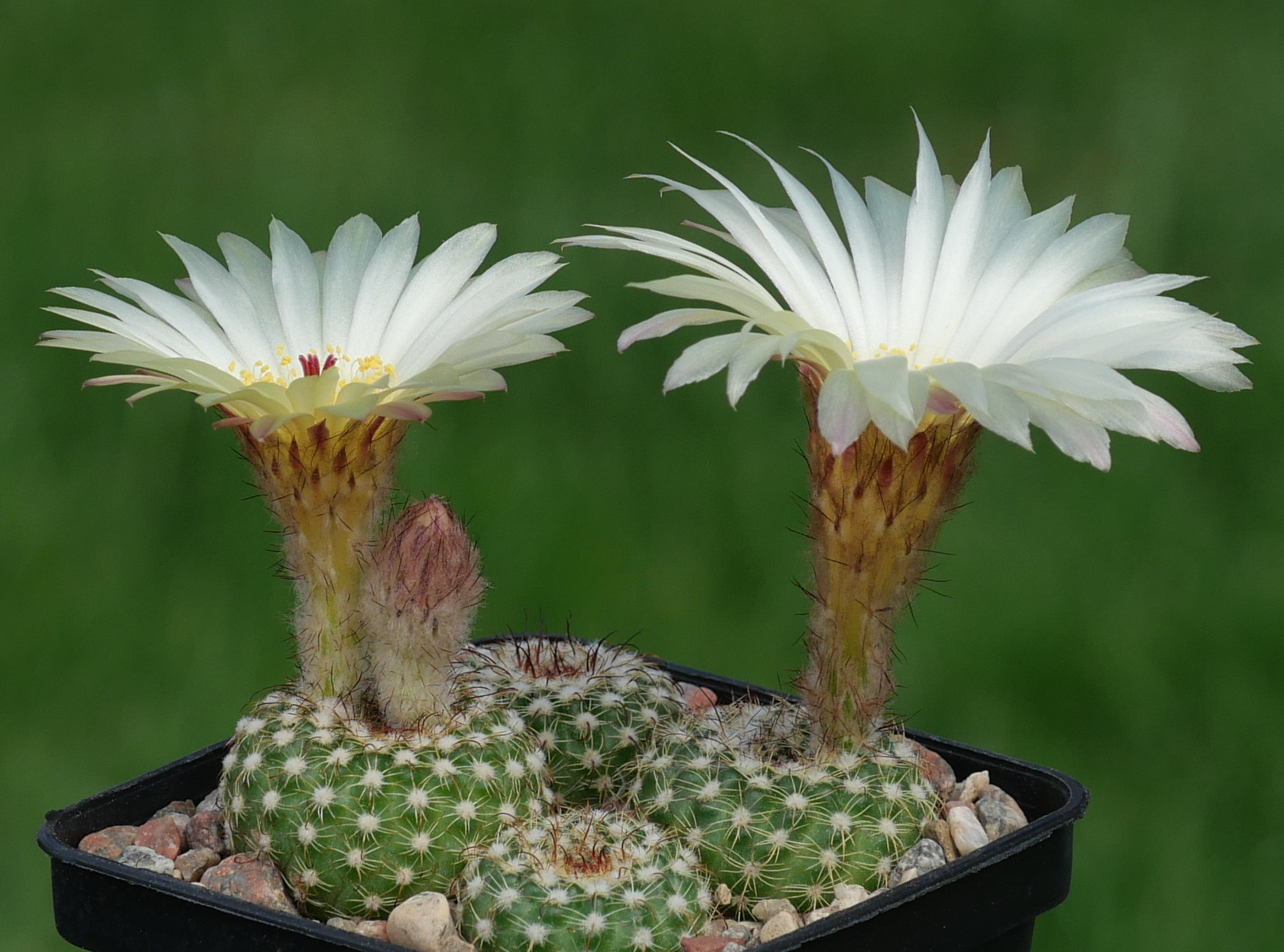 Notocactus blaauwianus ARM 144