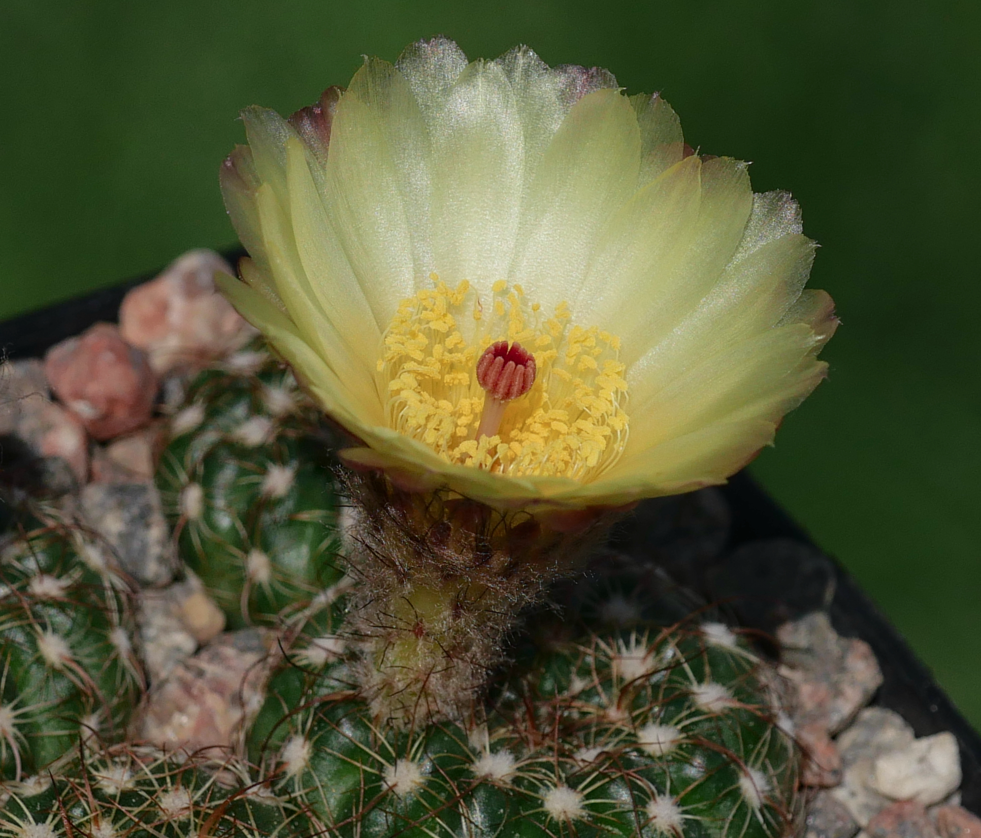Notocactus concinnus RP 227