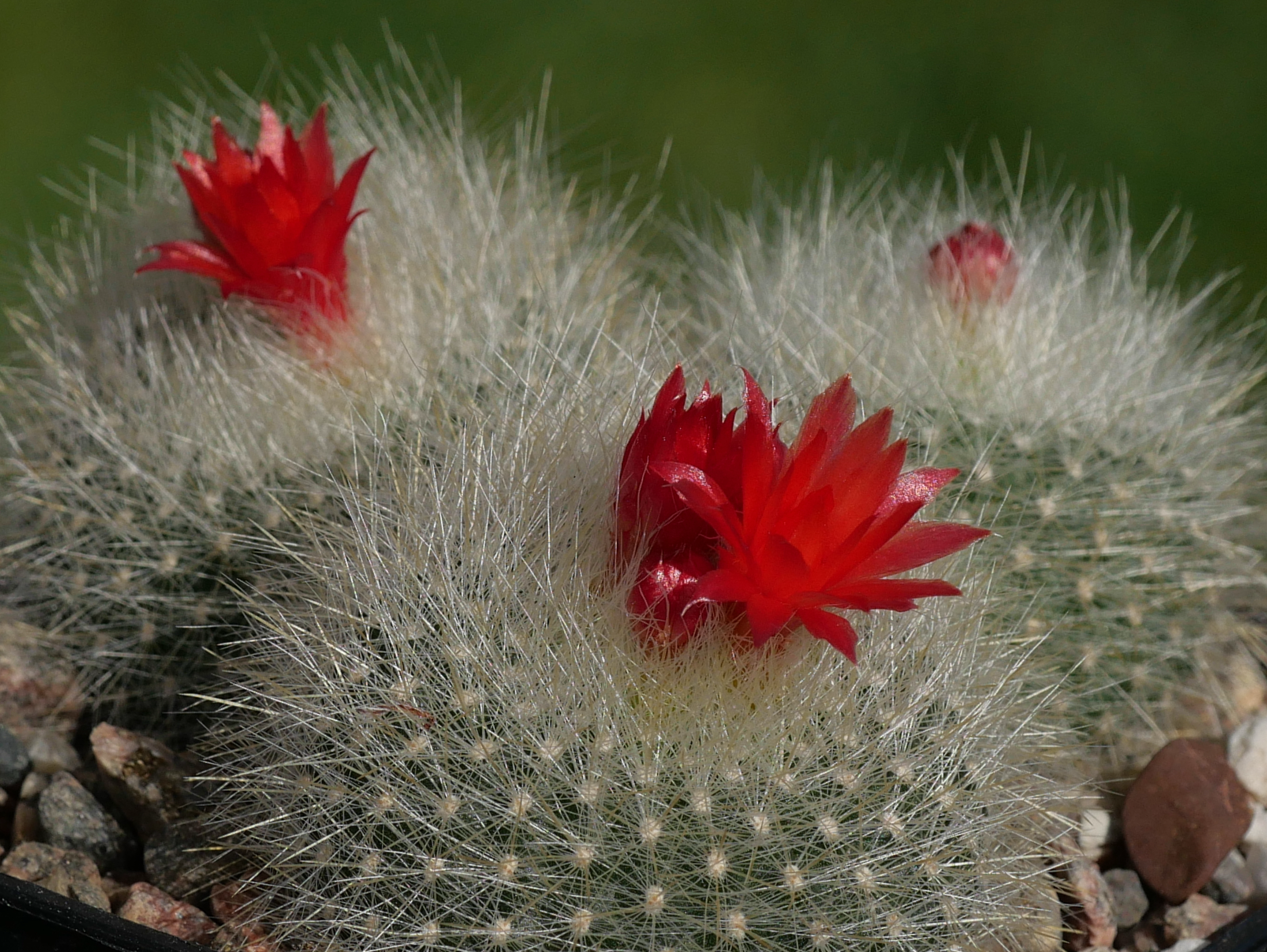 Notocactus haselbergii RP 114