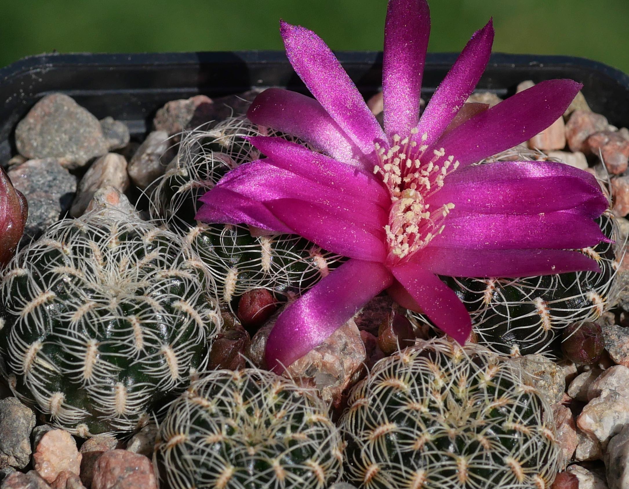Sulcorebutia crispata MN 825 (E Nuevo Mundo)