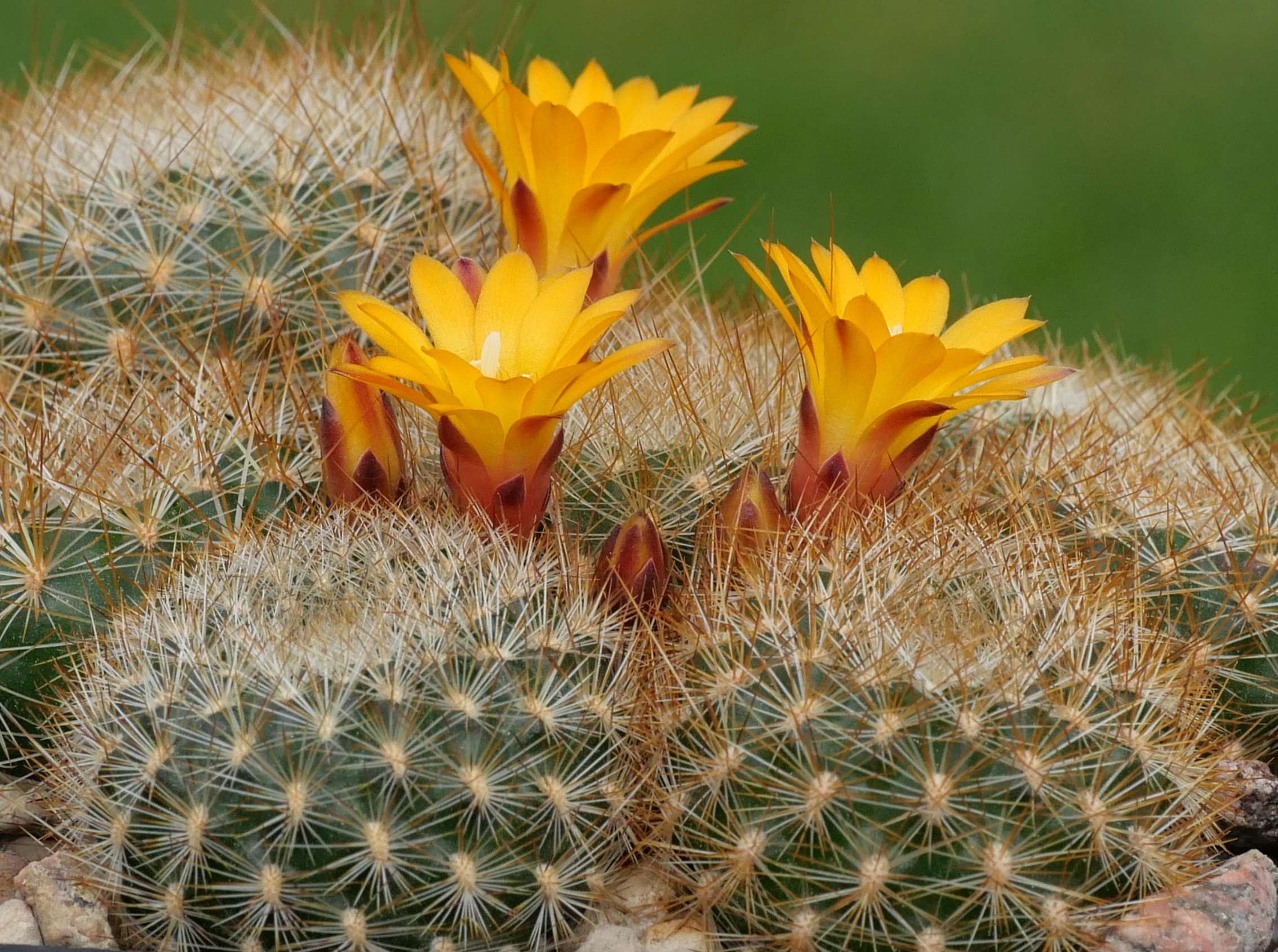 Sulcorebutia glomeriseta MN 803 (Cochabamba)