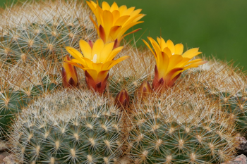 Sulcorebutia glomeriseta MN 803 (Cochabamba)