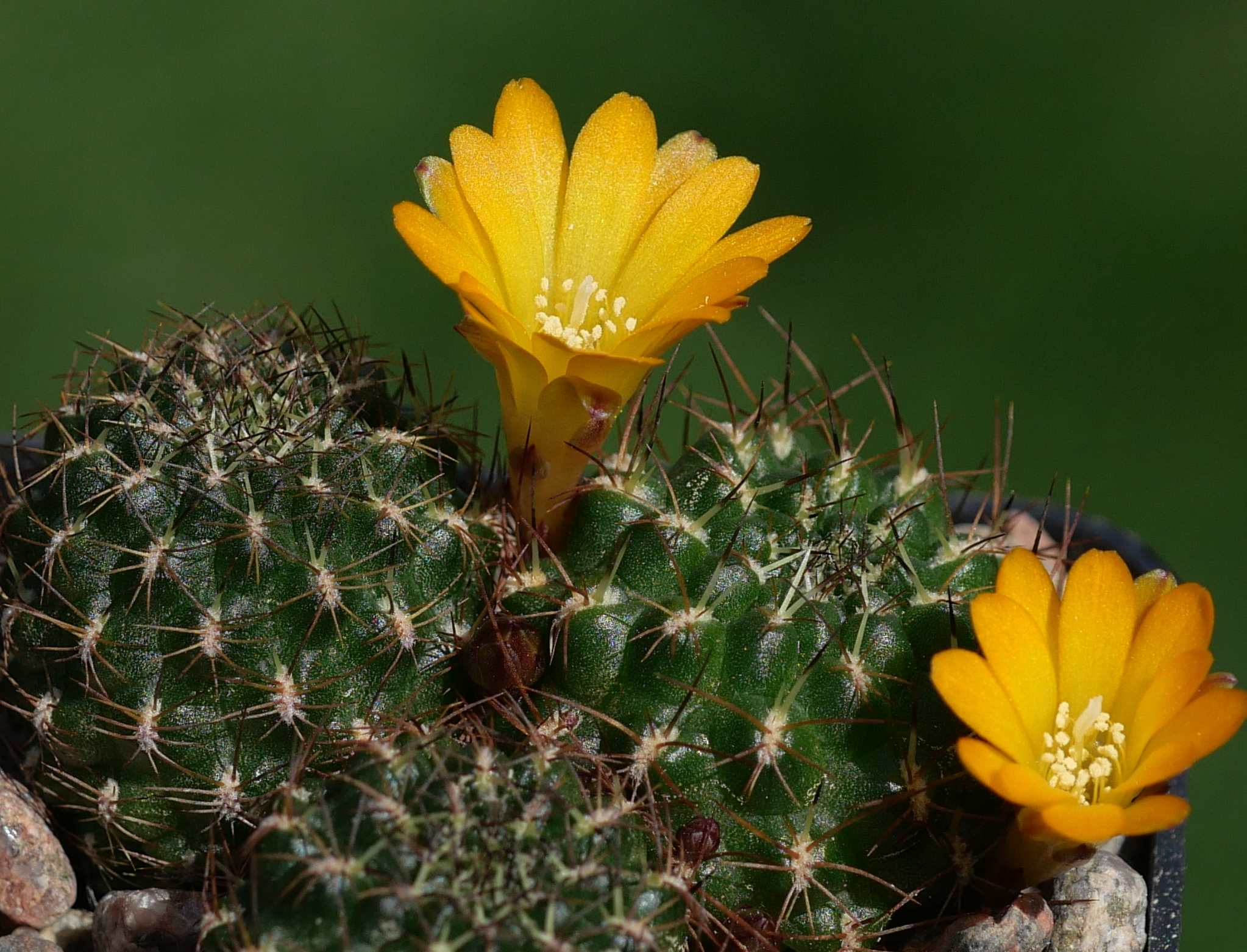 Sulcorebutia menesessii MN 800