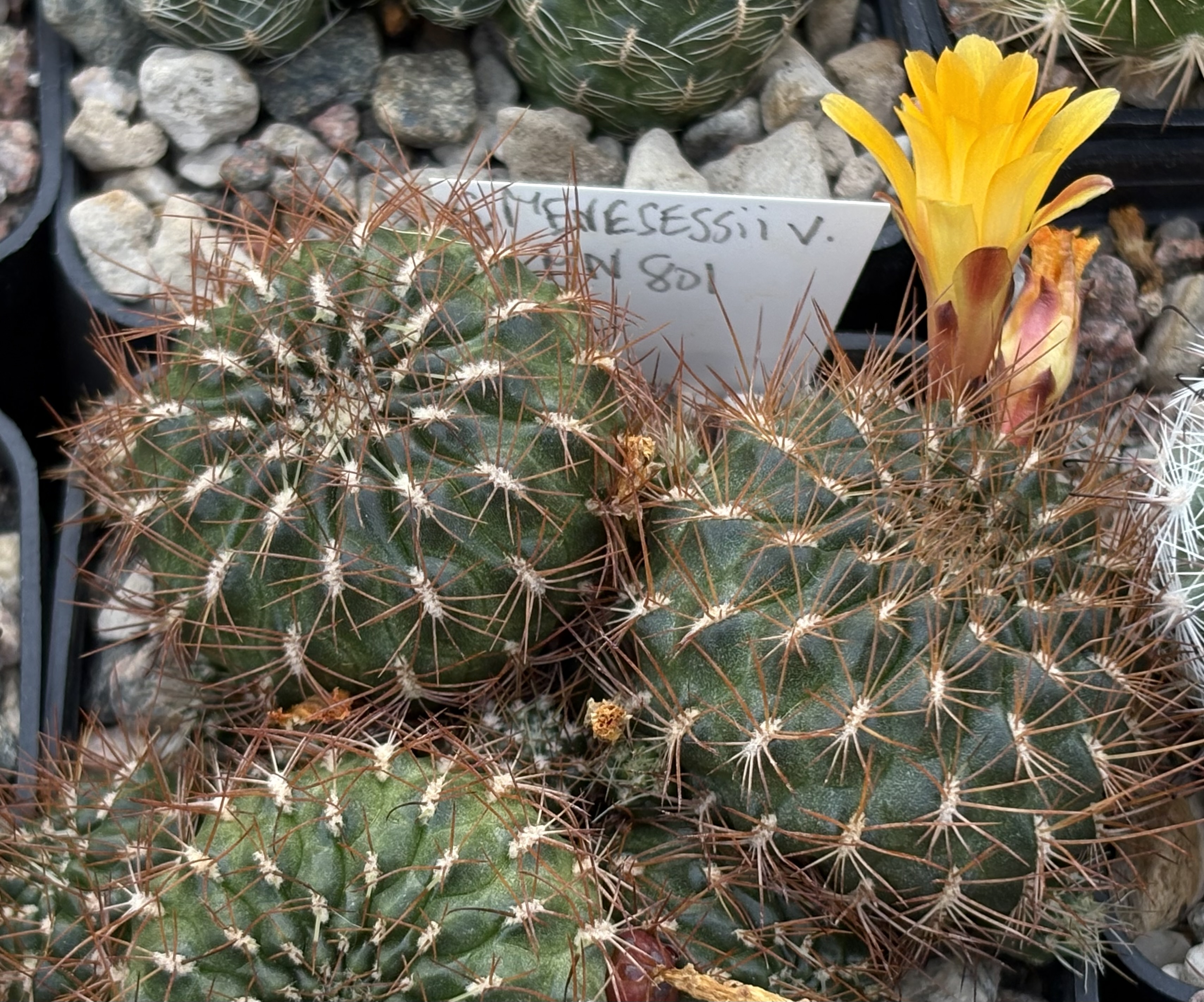 Sulcorebutia menesessii MN 801