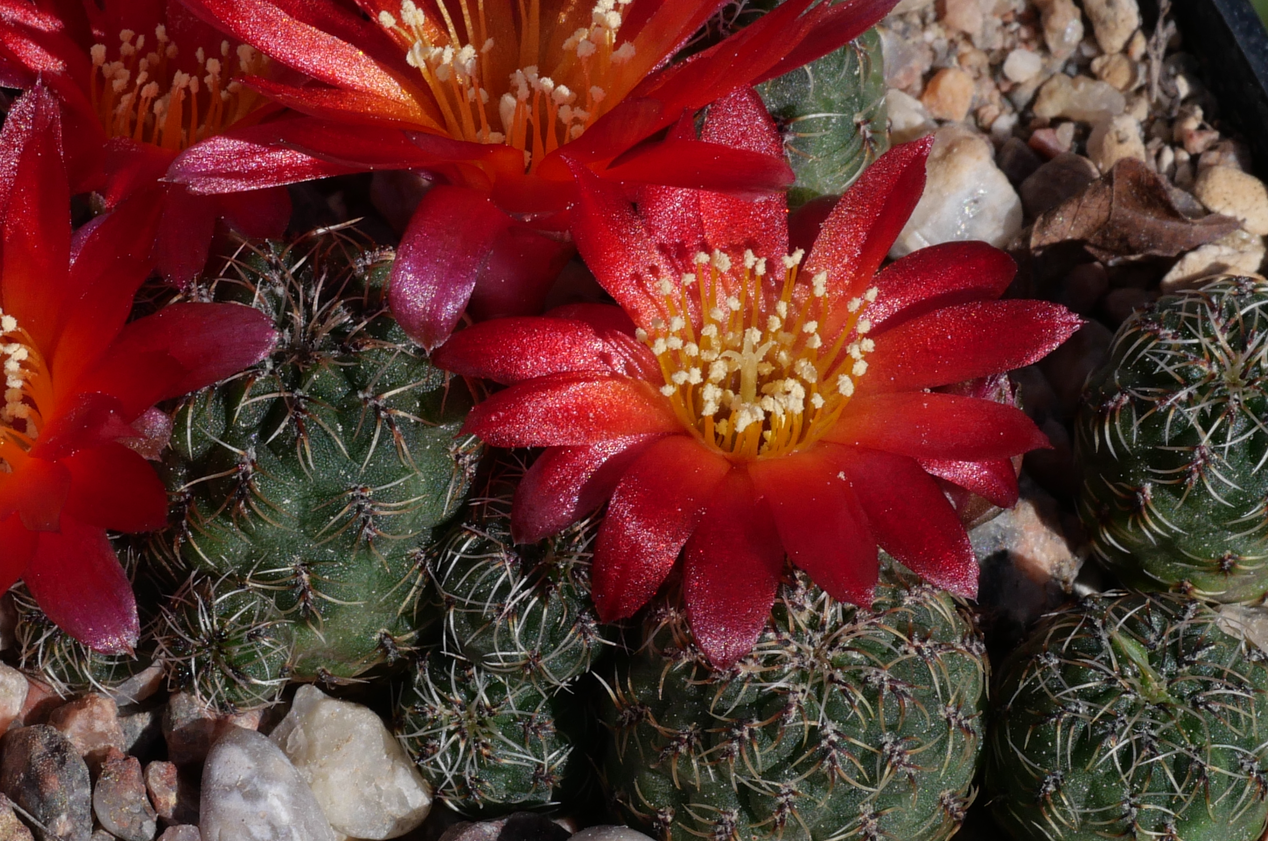 Sulcorebutia tarabucoensis v. sormae MN 728