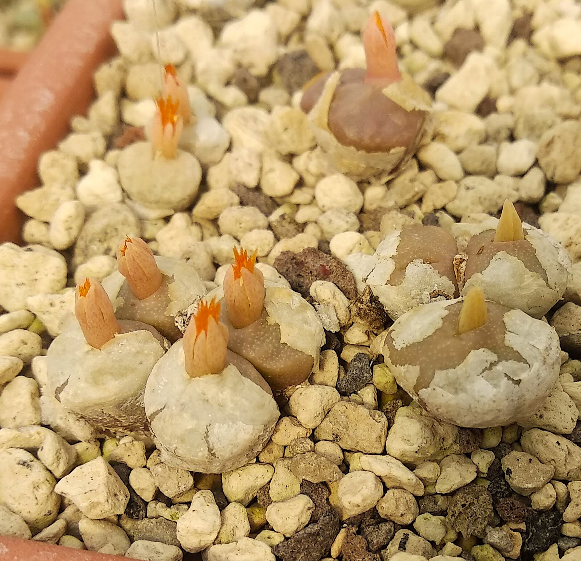 Conophytum angelicae (NE Grashoek)