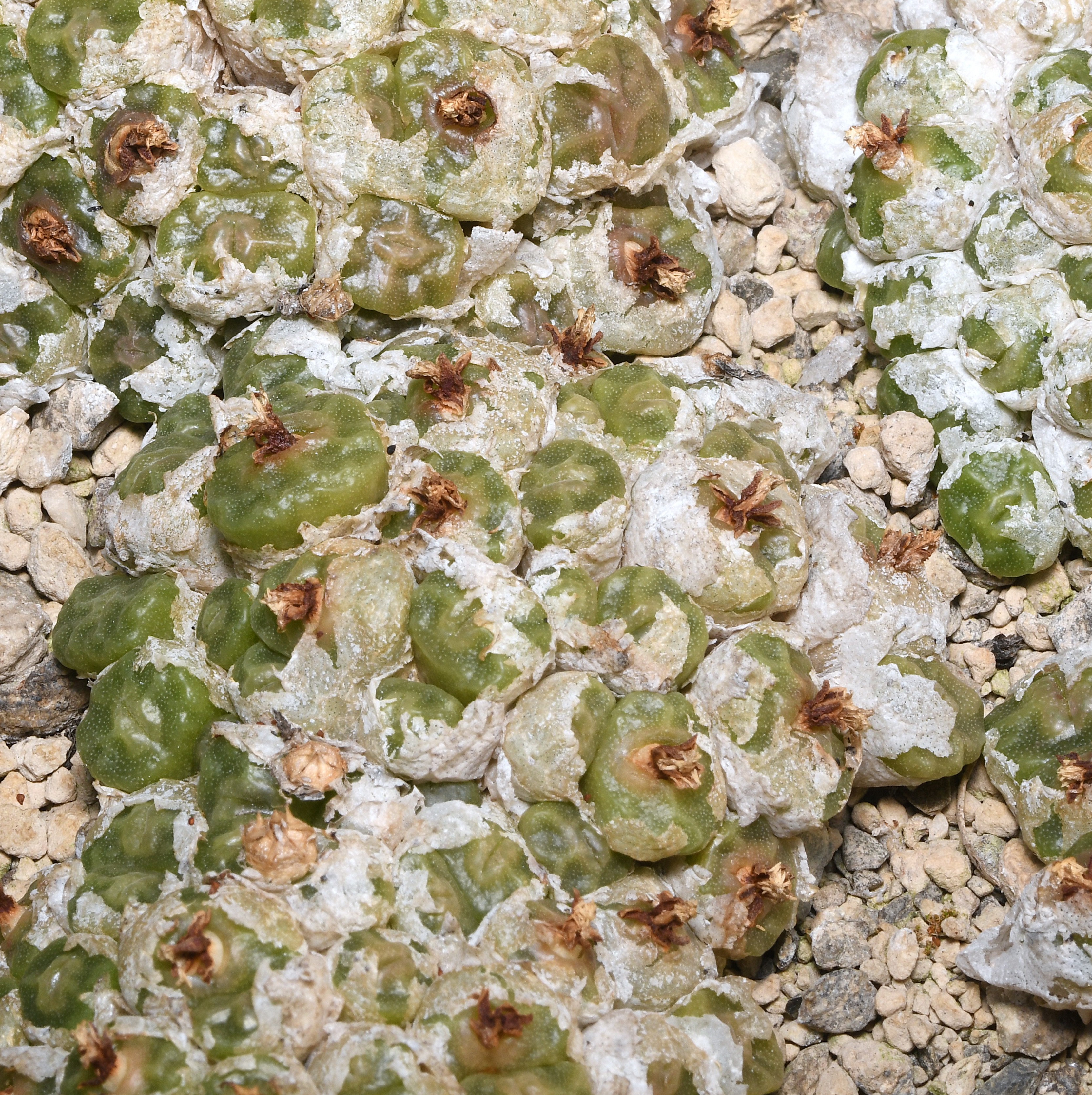 Conophytum angelicae ssp. tetragonum GW 4448 (Oemsberg)