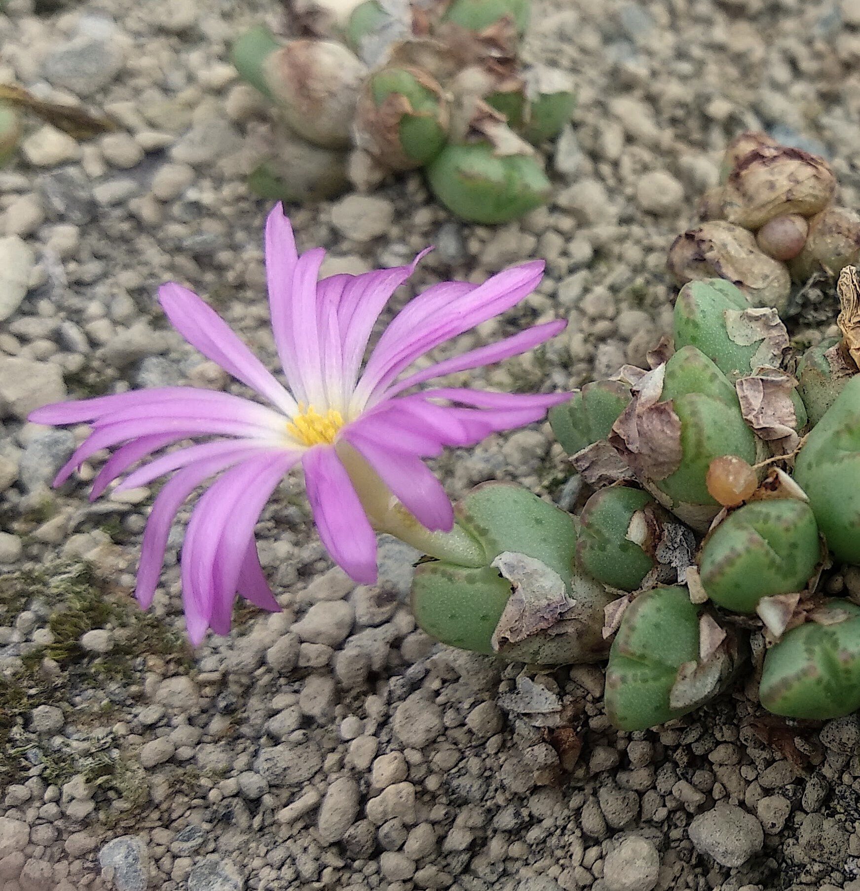Conophytum antonii SH & PA 2678 (W Gamoep)