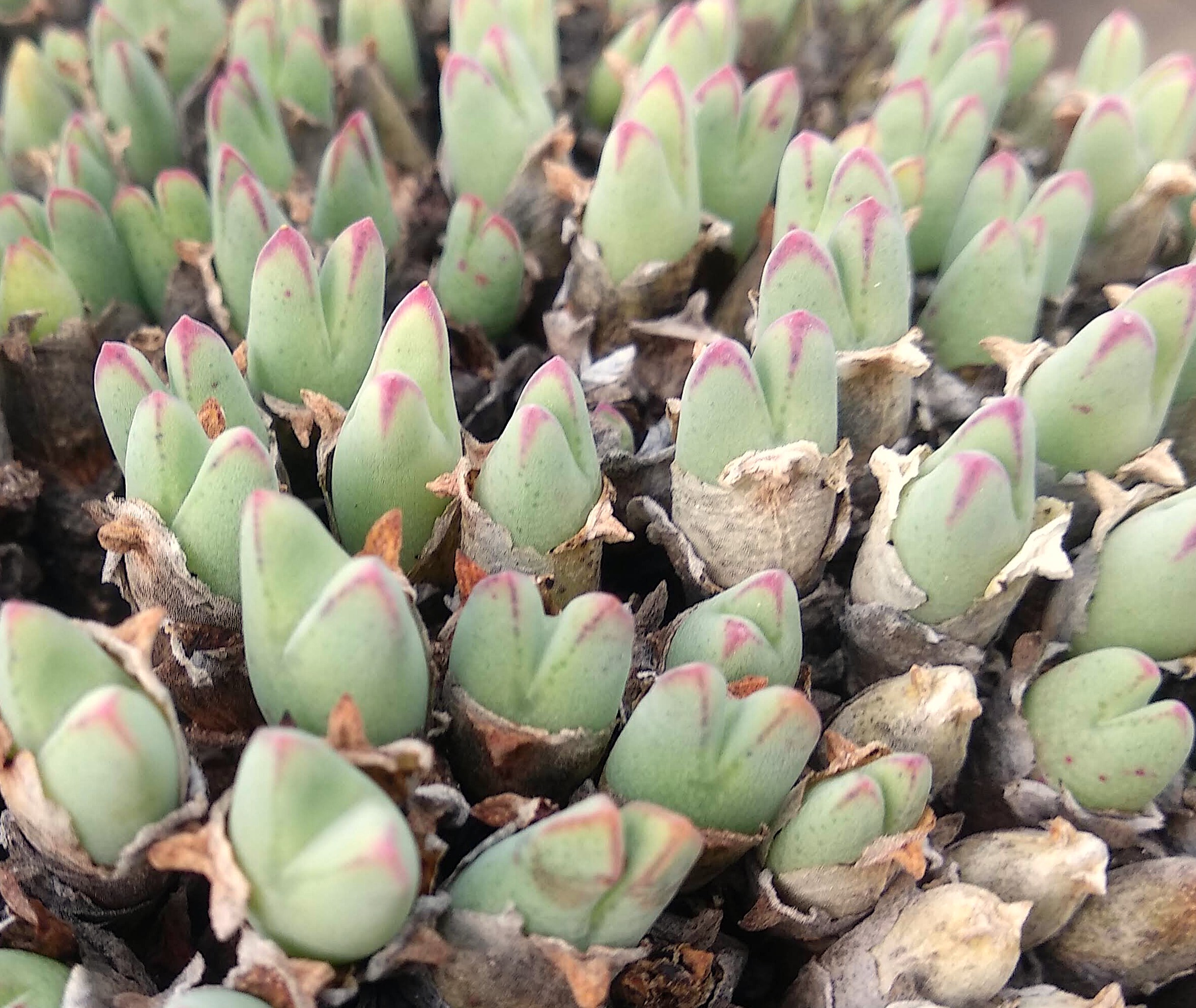 Conophytum blandum (Amampoort)
