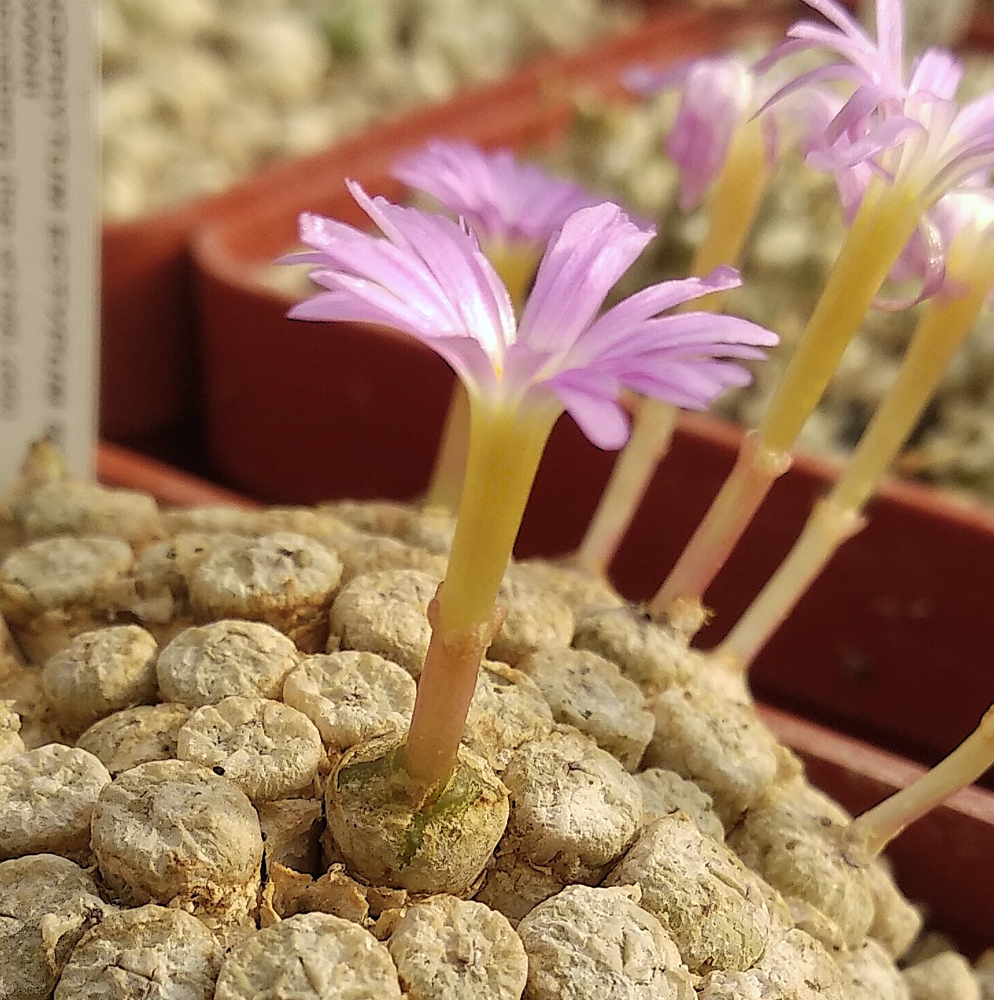 Conophytum ectypum ssp. brownii  (E Kabinaberg)