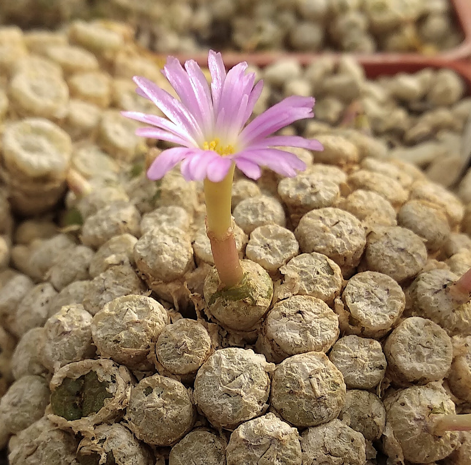 Conophytum ectypum ssp. brownii  (E Kabinaberg) - 2