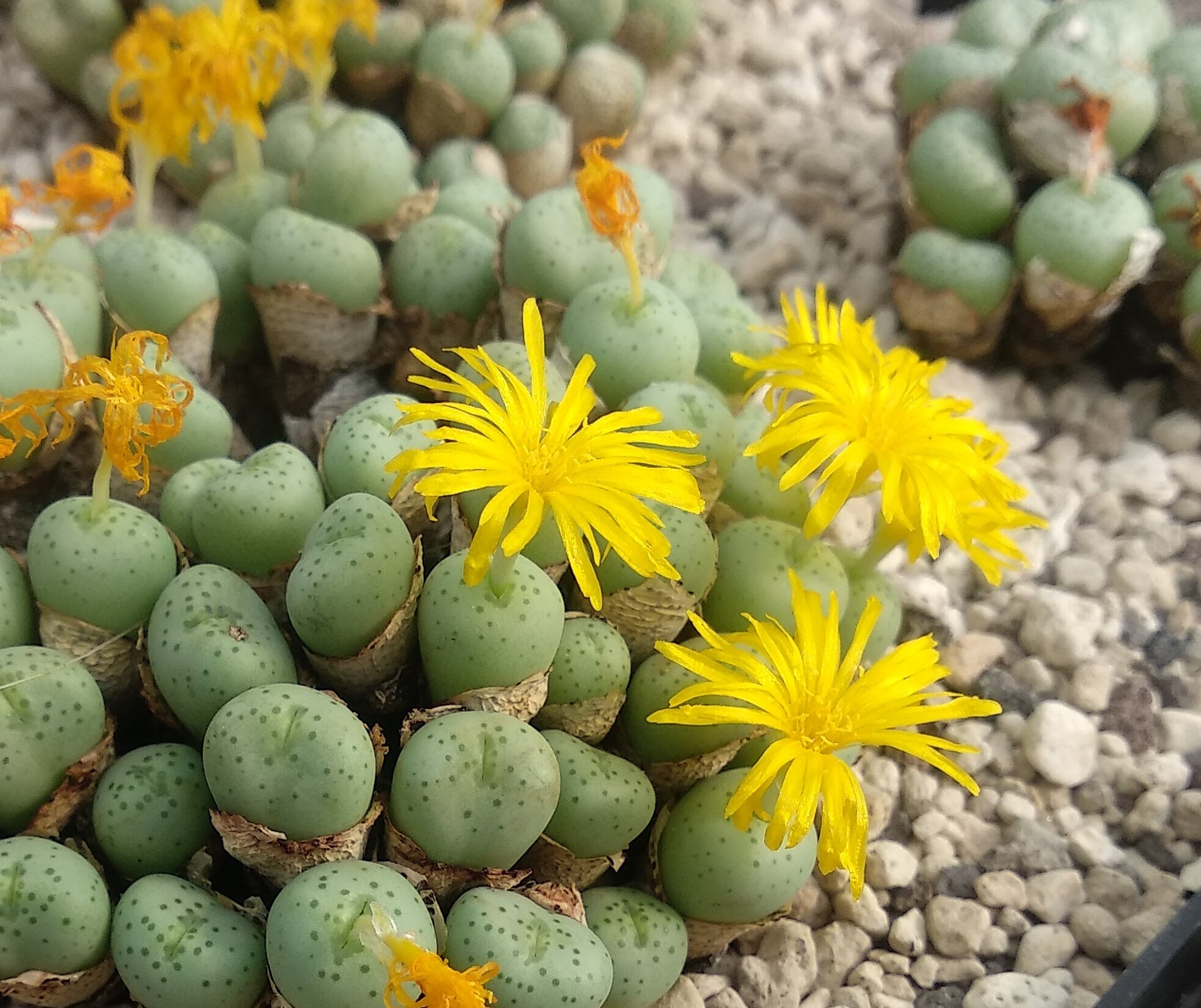 Conophytum flavum 'tetracarpum' (NE Kontorogab)