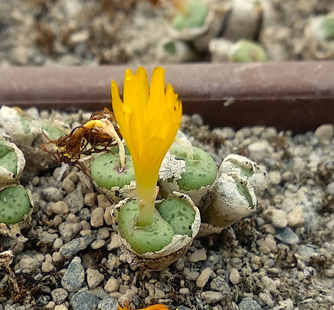 Conophytum flavum ssp. novicium (N Graskloof)