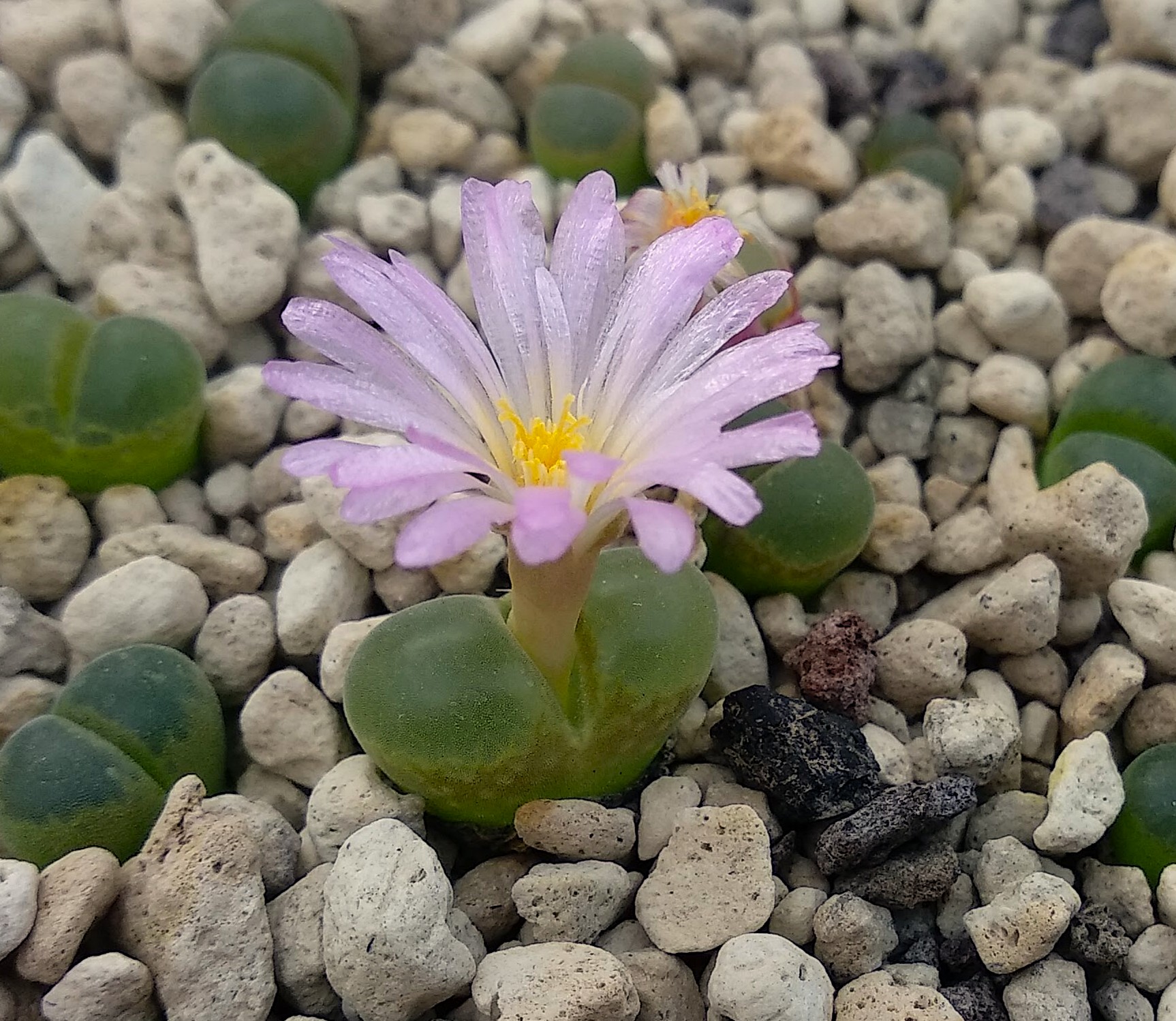 Conophytum lydiae (Bakenskop)