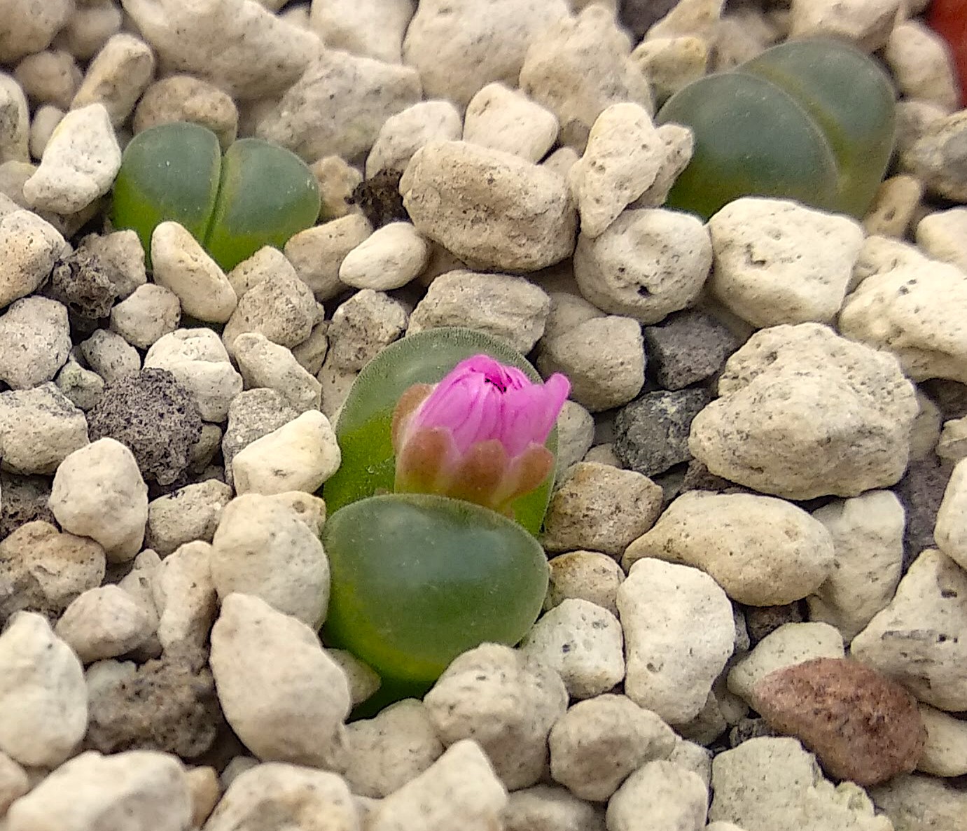 Conophytum lydiae (Bakenskop) - 2