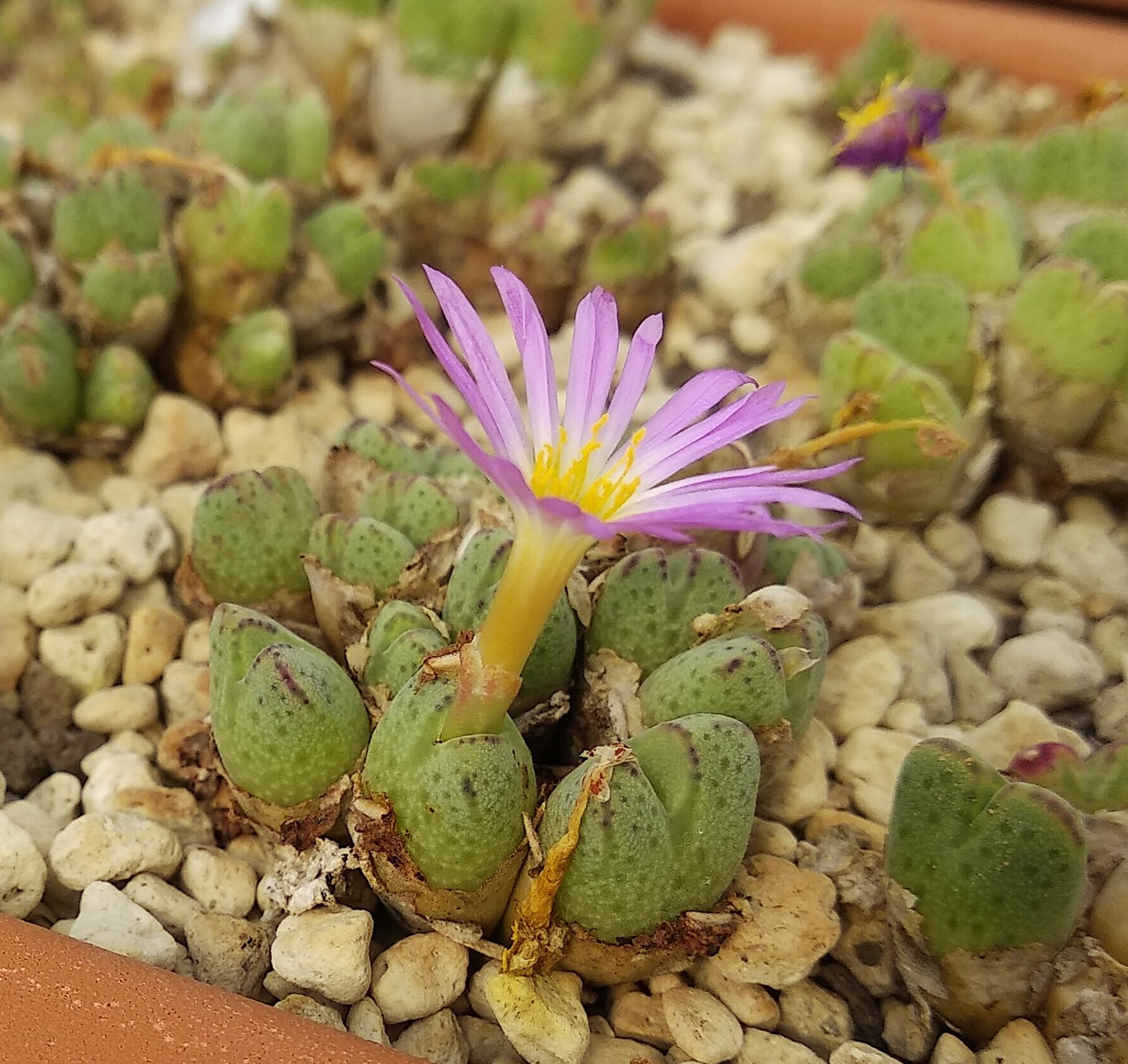 Conophytum marginatum (Areb)