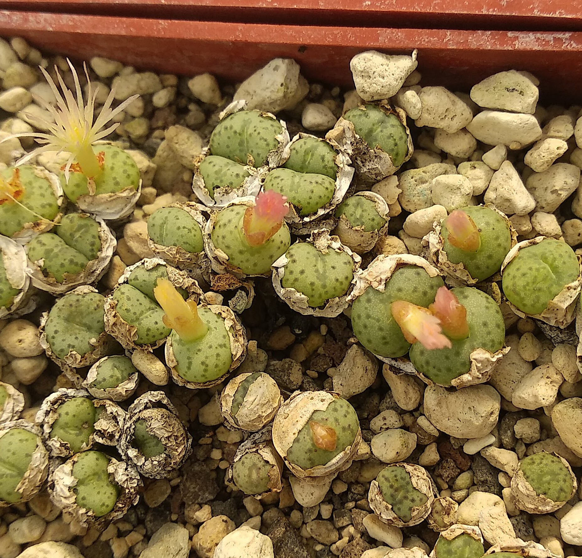 Conophytum minimum (W Laingsburg)