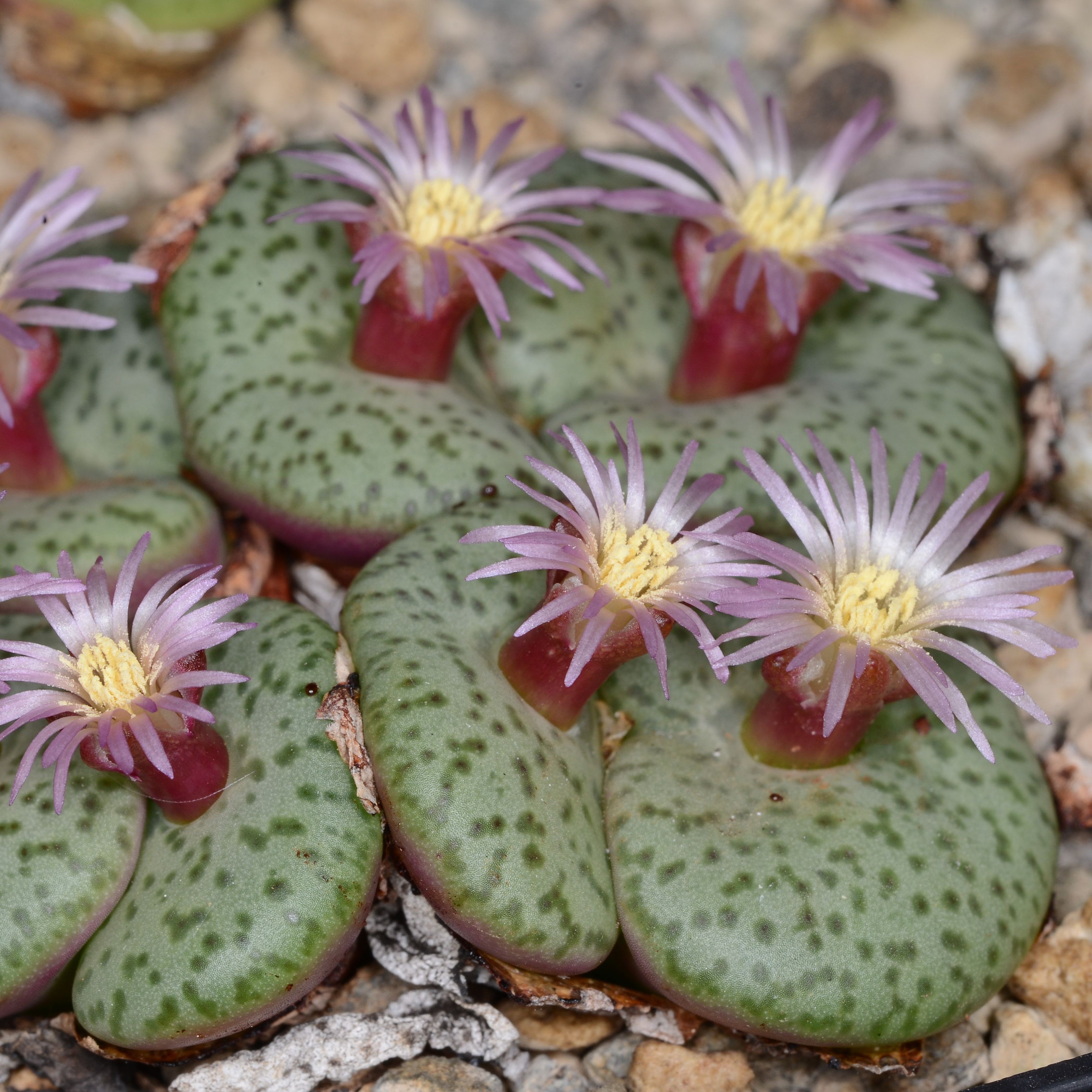 Conophytum obcordellum (Blinkwater)