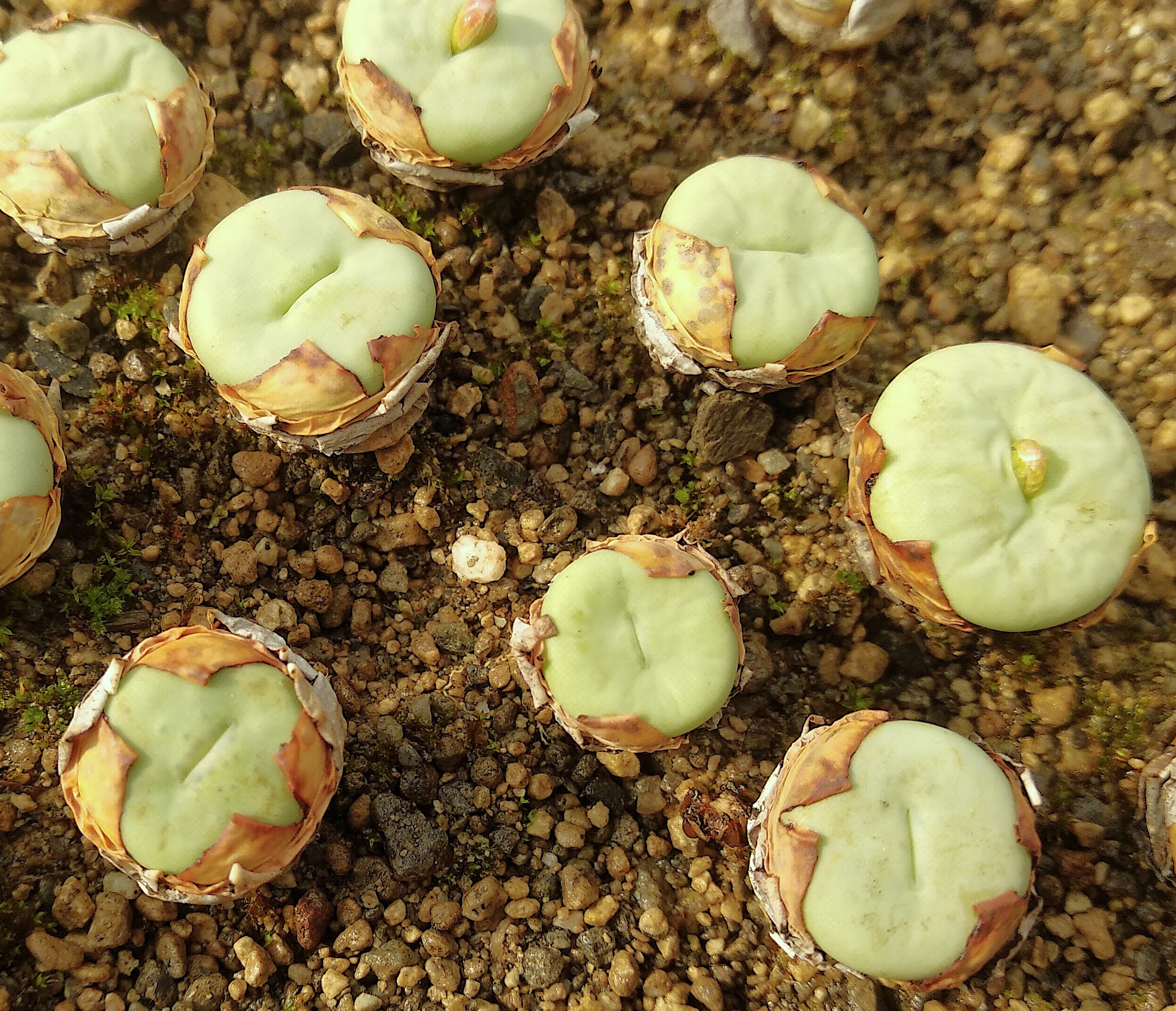 Conophytum pagae 'subrisum' (Roodekloof E Garies)