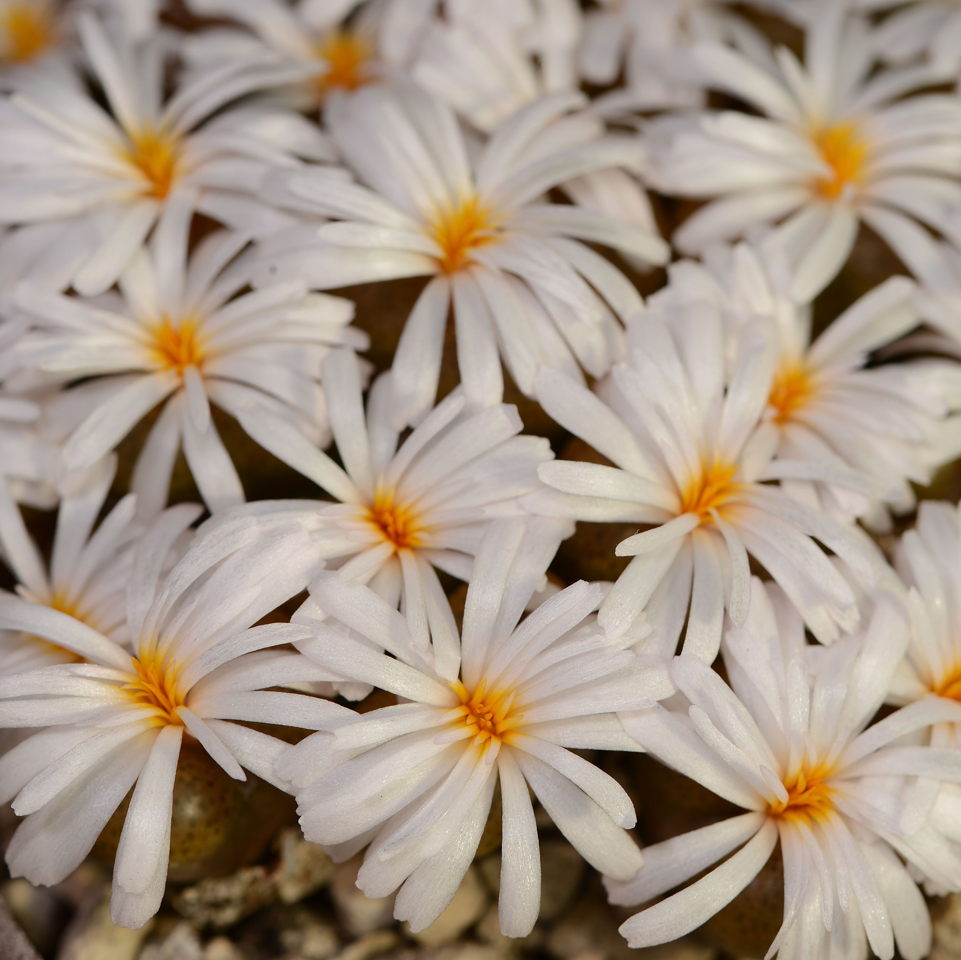 Conophytum pellucidum ssp. saueri (TL) - 2