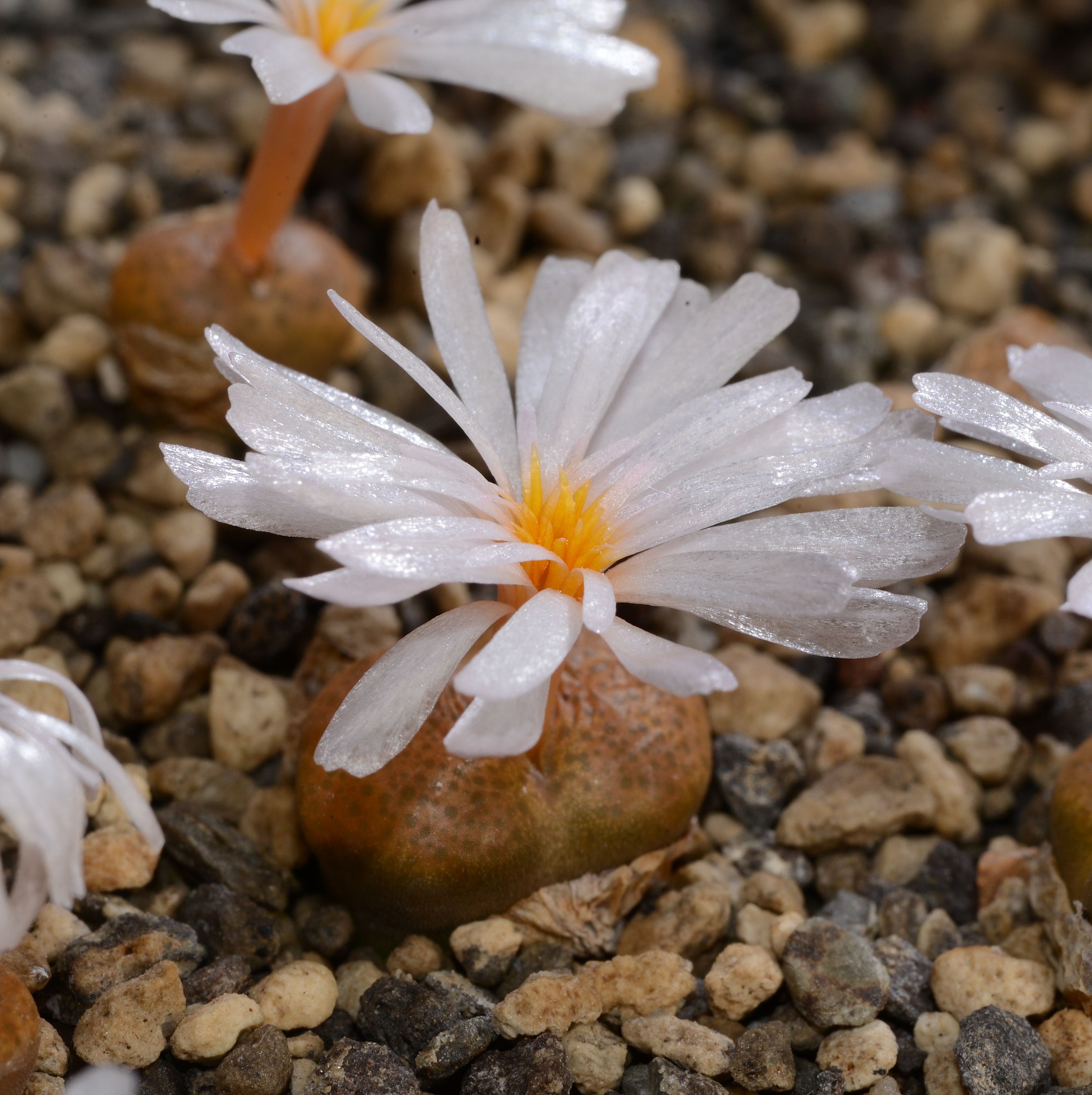 Conophytum pellucidum ssp. saueri (TL)