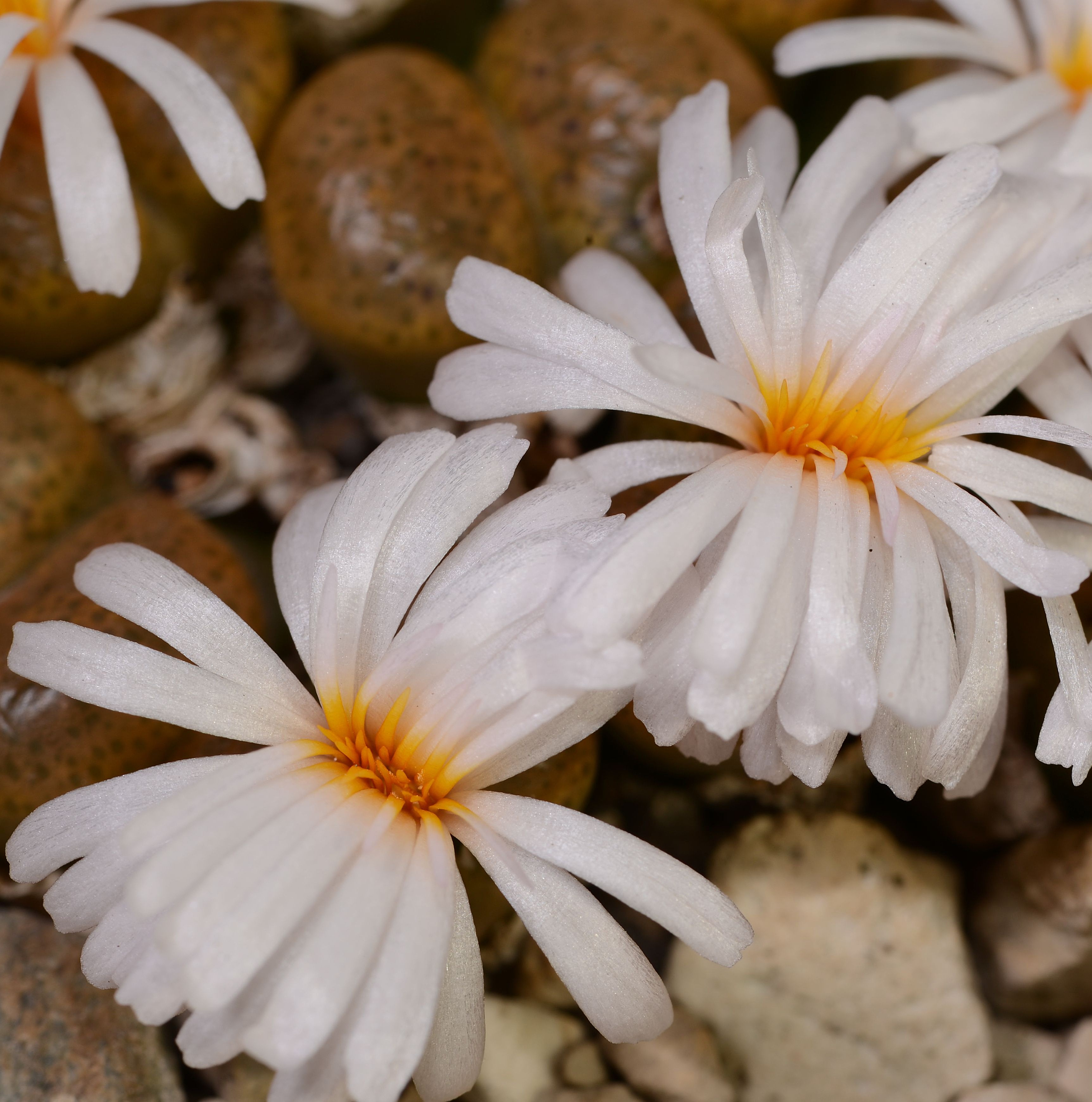 Conophytum pellucidum ssp. saueri (TL) - 3