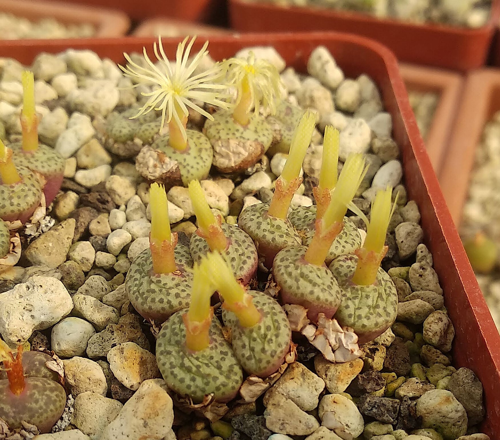 Conophytum truncatum v. wiggettiae AJY 2033 (Hazenjagt)