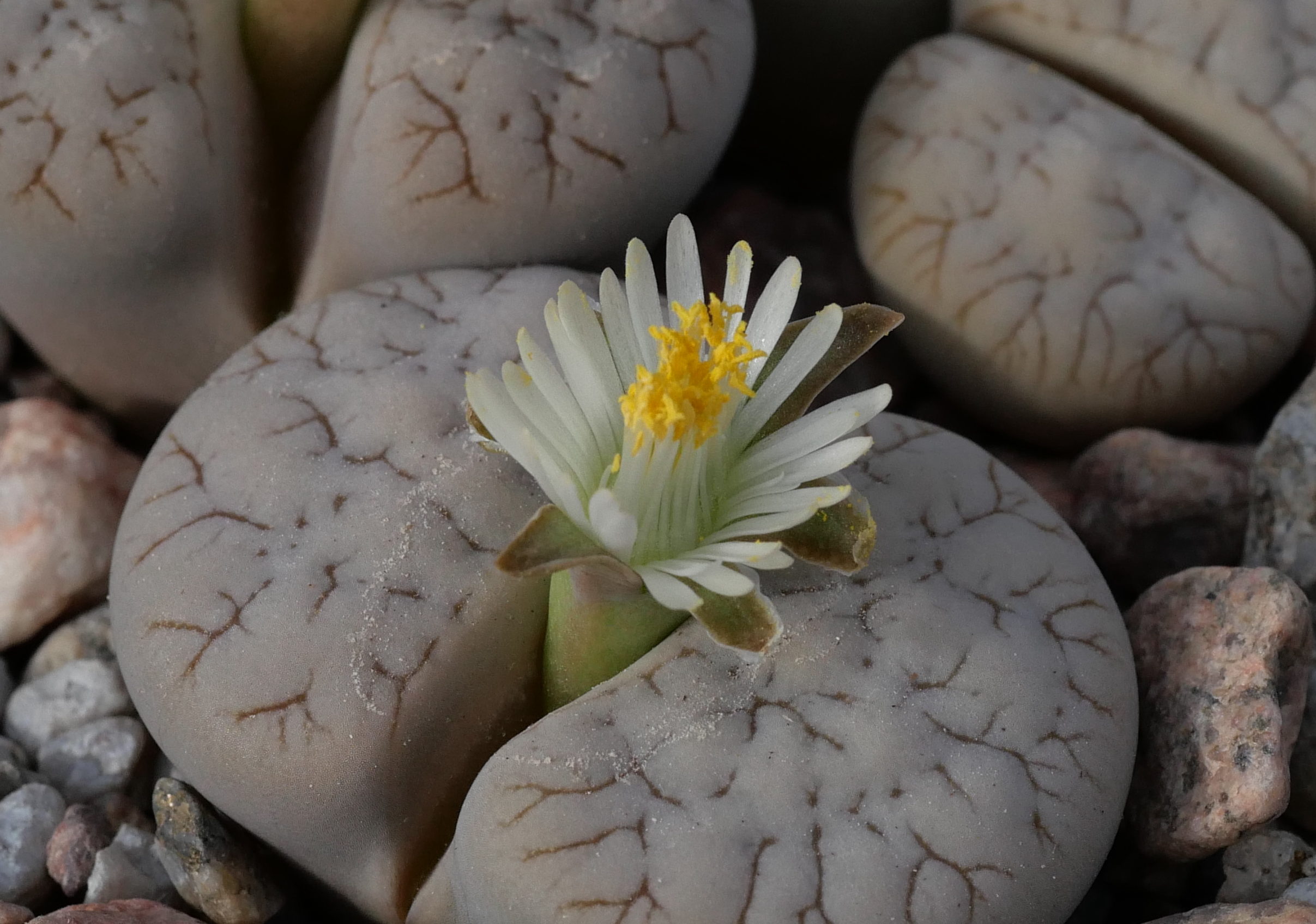 Lithops gracilidelineata v. waldroniae  'Fritz White Lady'