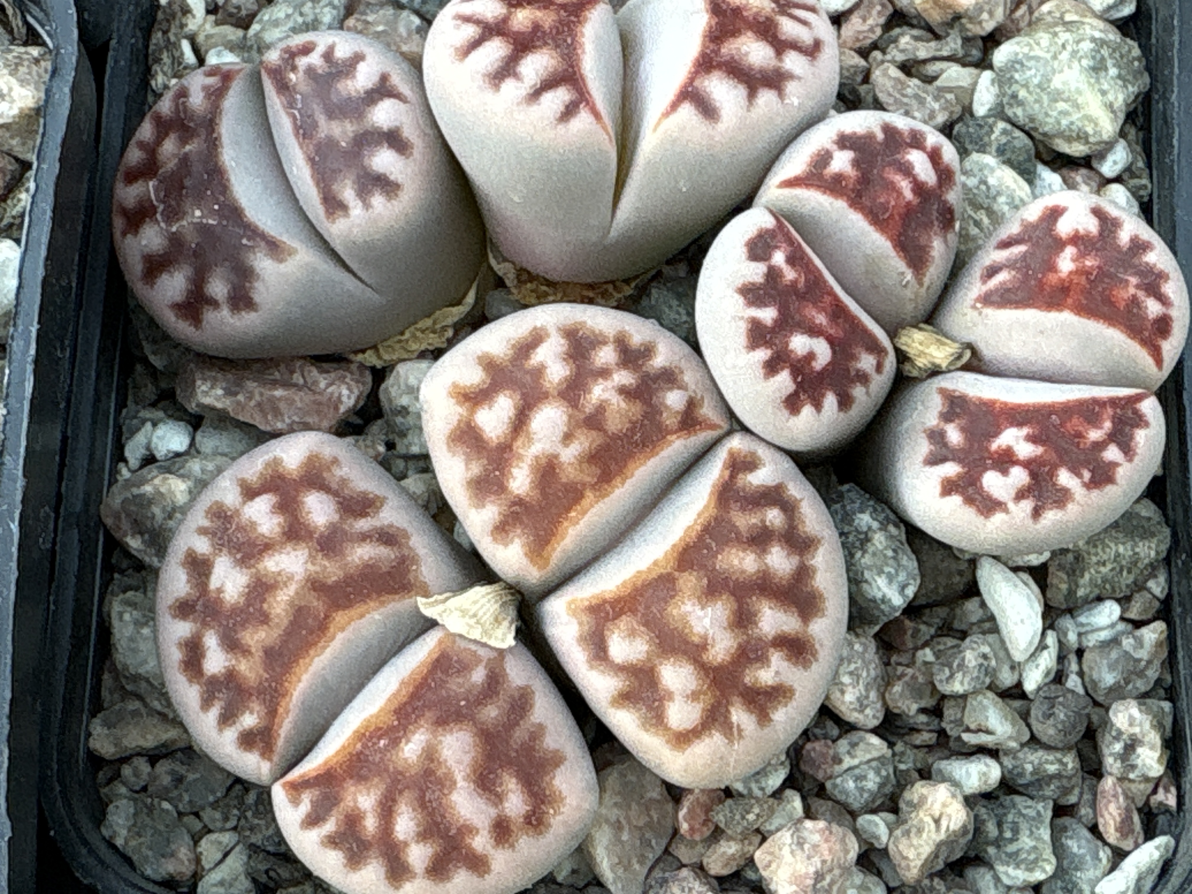 Lithops karasmontana (MG 1634)