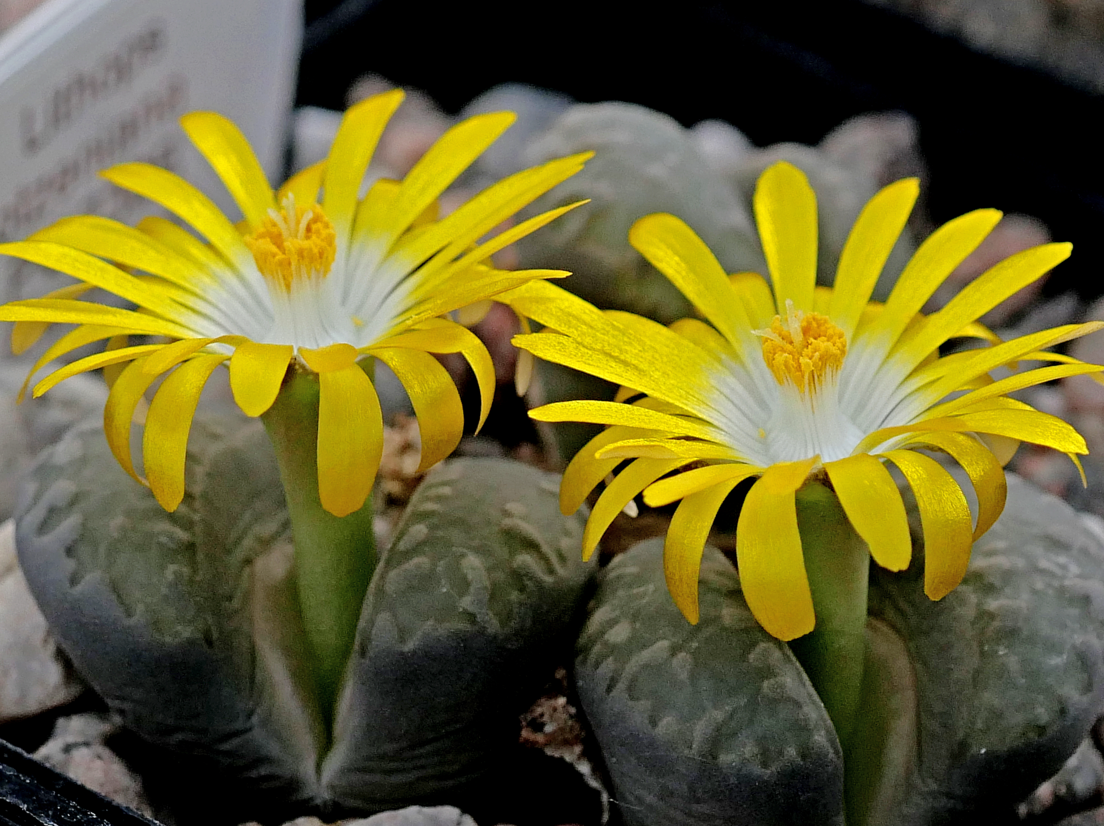 Lithops otzeniana PV 738b