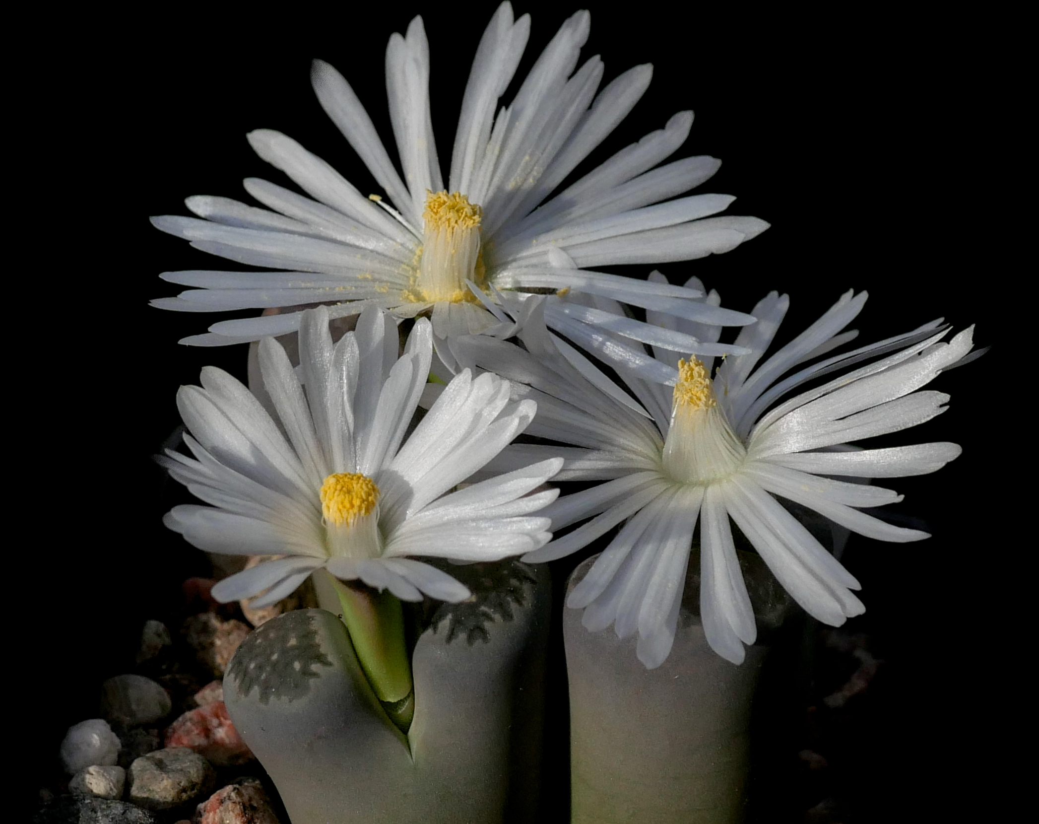 Lithops salicola C 353