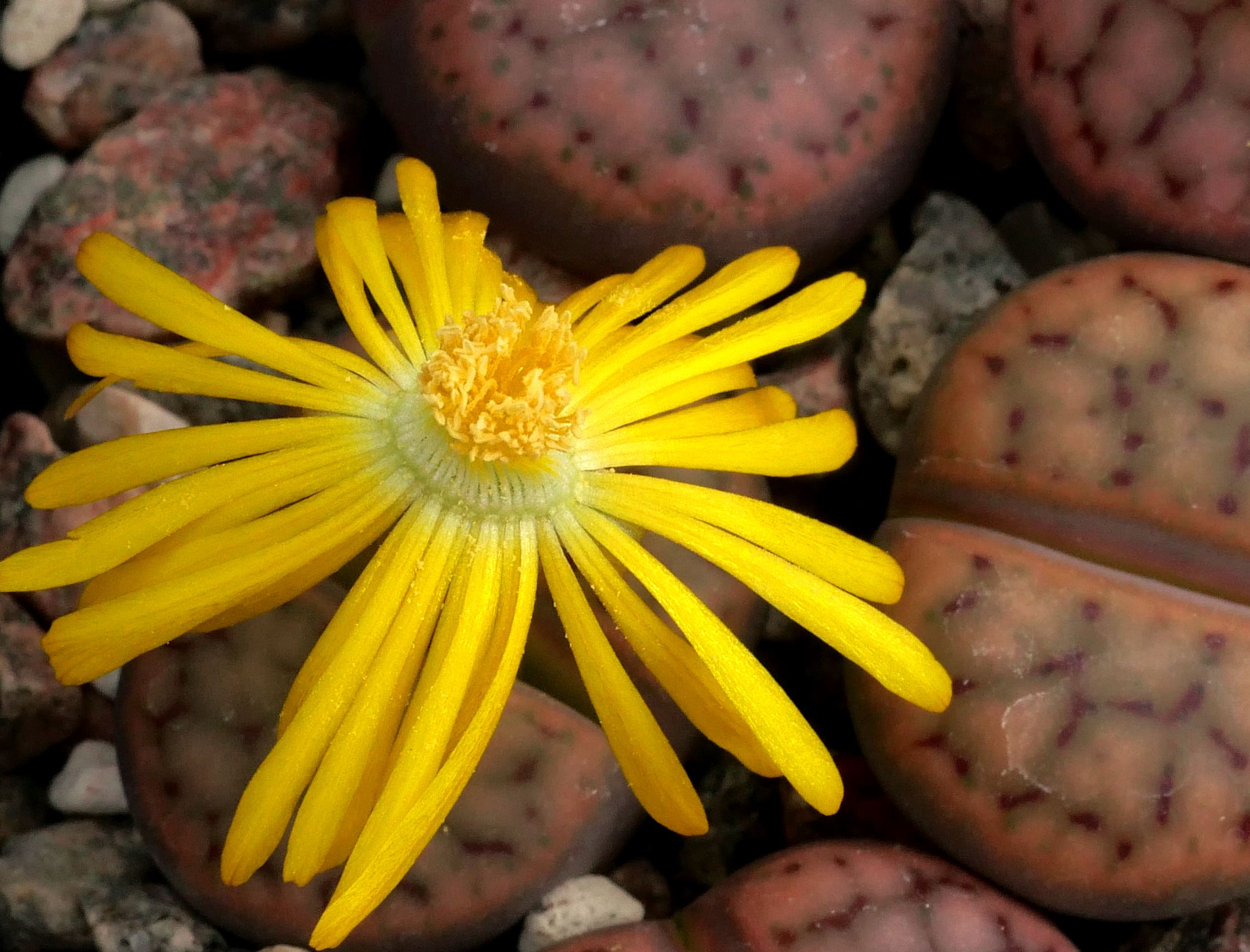 Lithops schwantesii cv Purple Haze