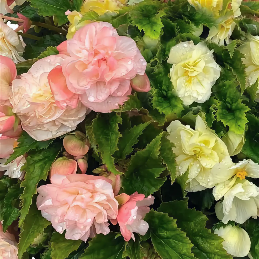Knölbegonia 'Non Stop Joy Peaches & Dreams' - 2