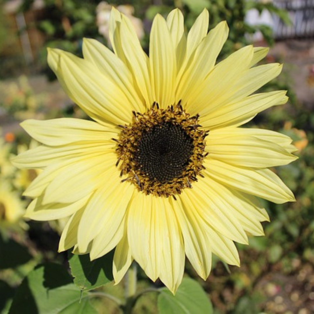 Ekologisk Solros - Primrose