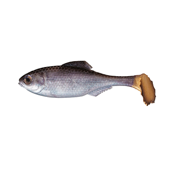 6th Sense Masterclass Panorama Swimbait