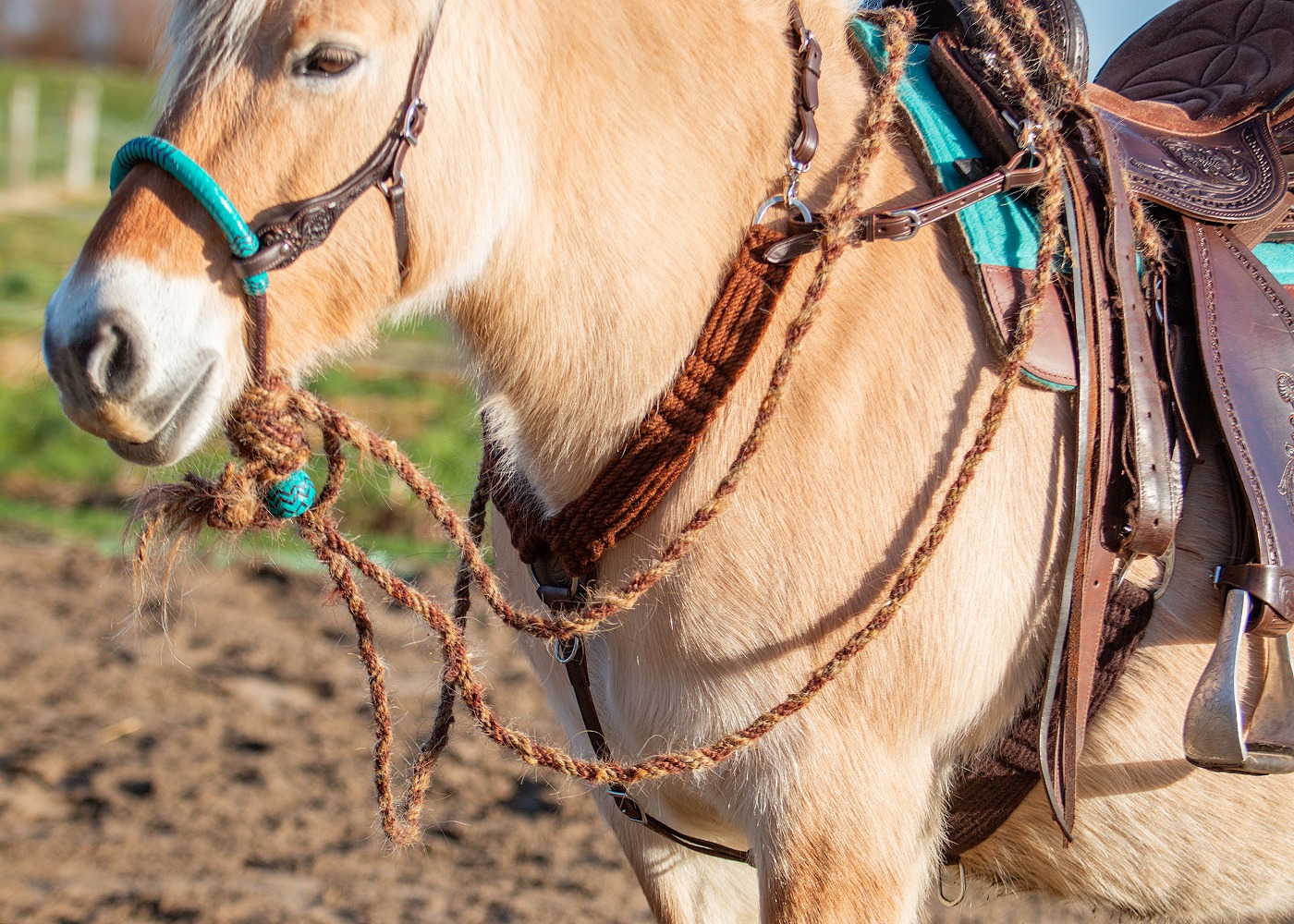 Edix® Chara Bosal Rawhide Turquoise - 7