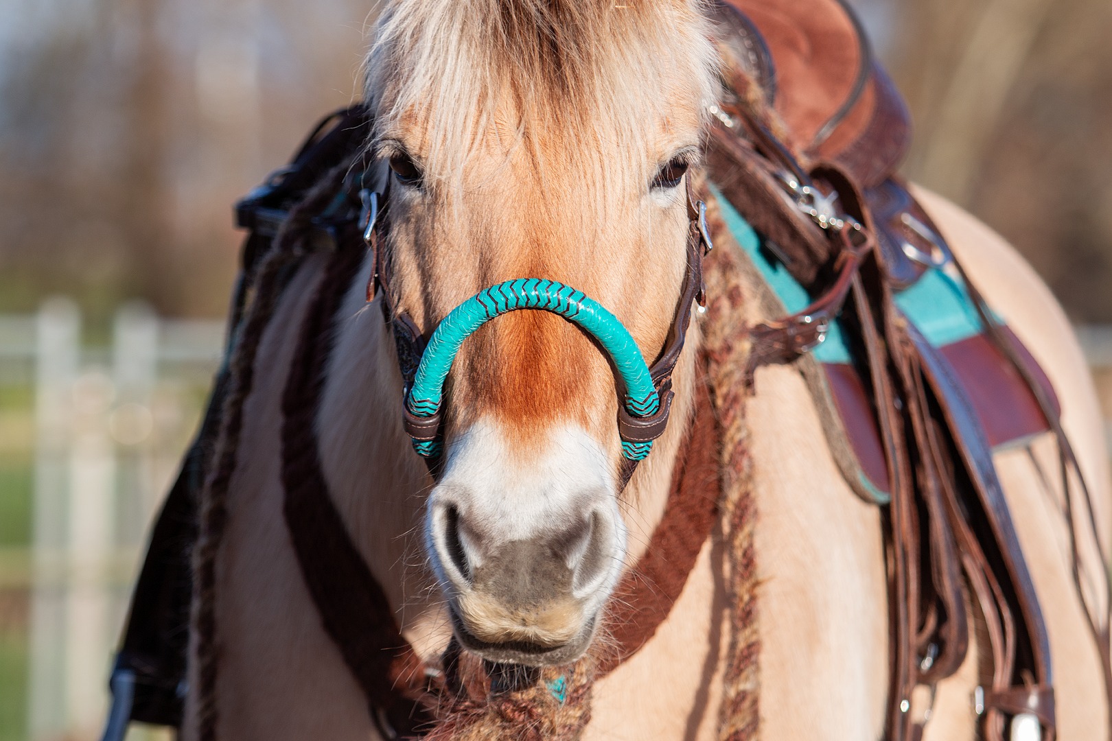 Edix® Chara Bosal Rawhide Turquoise - 3
