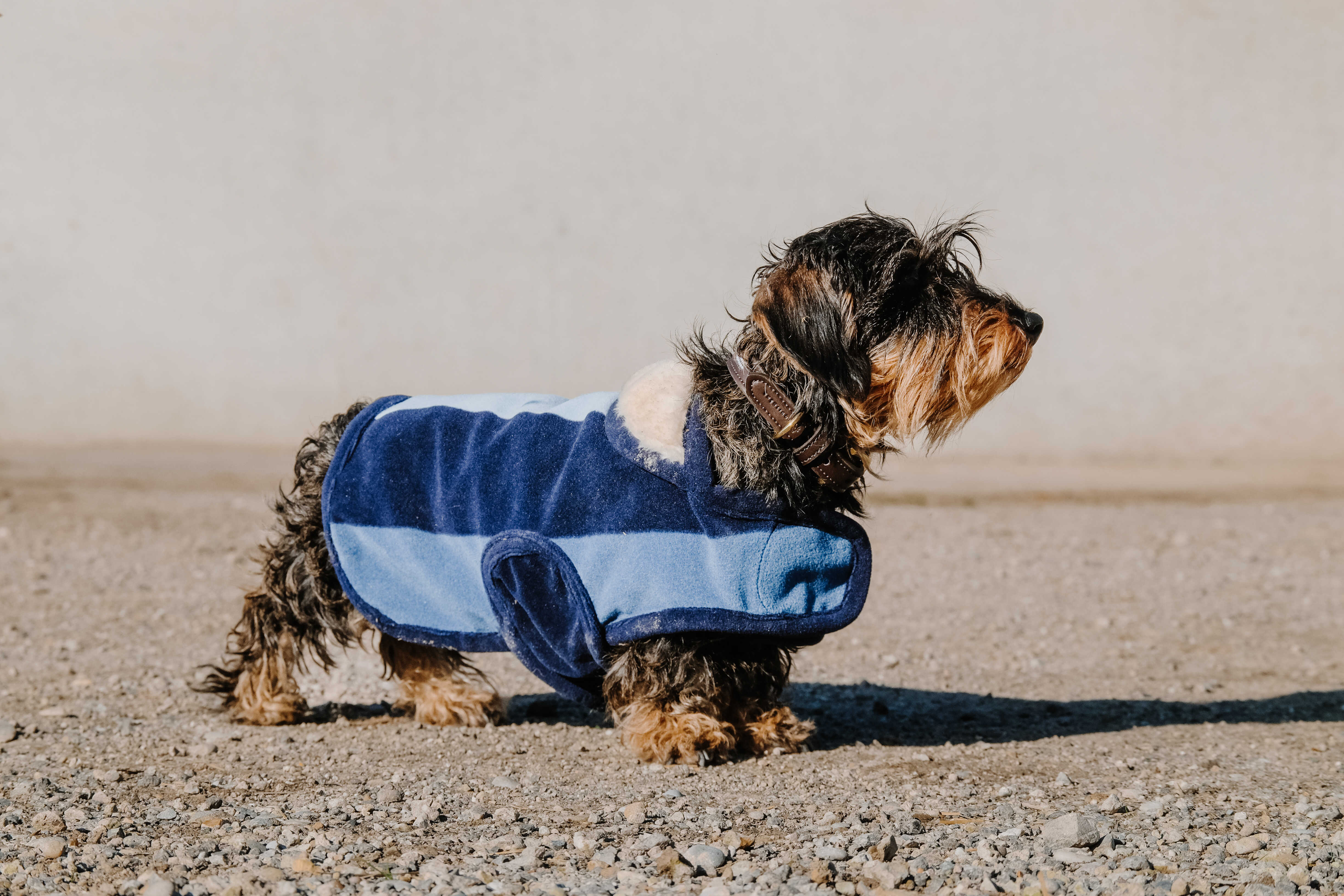 Equitheme Confortec Dog Rug Navy blue - 2