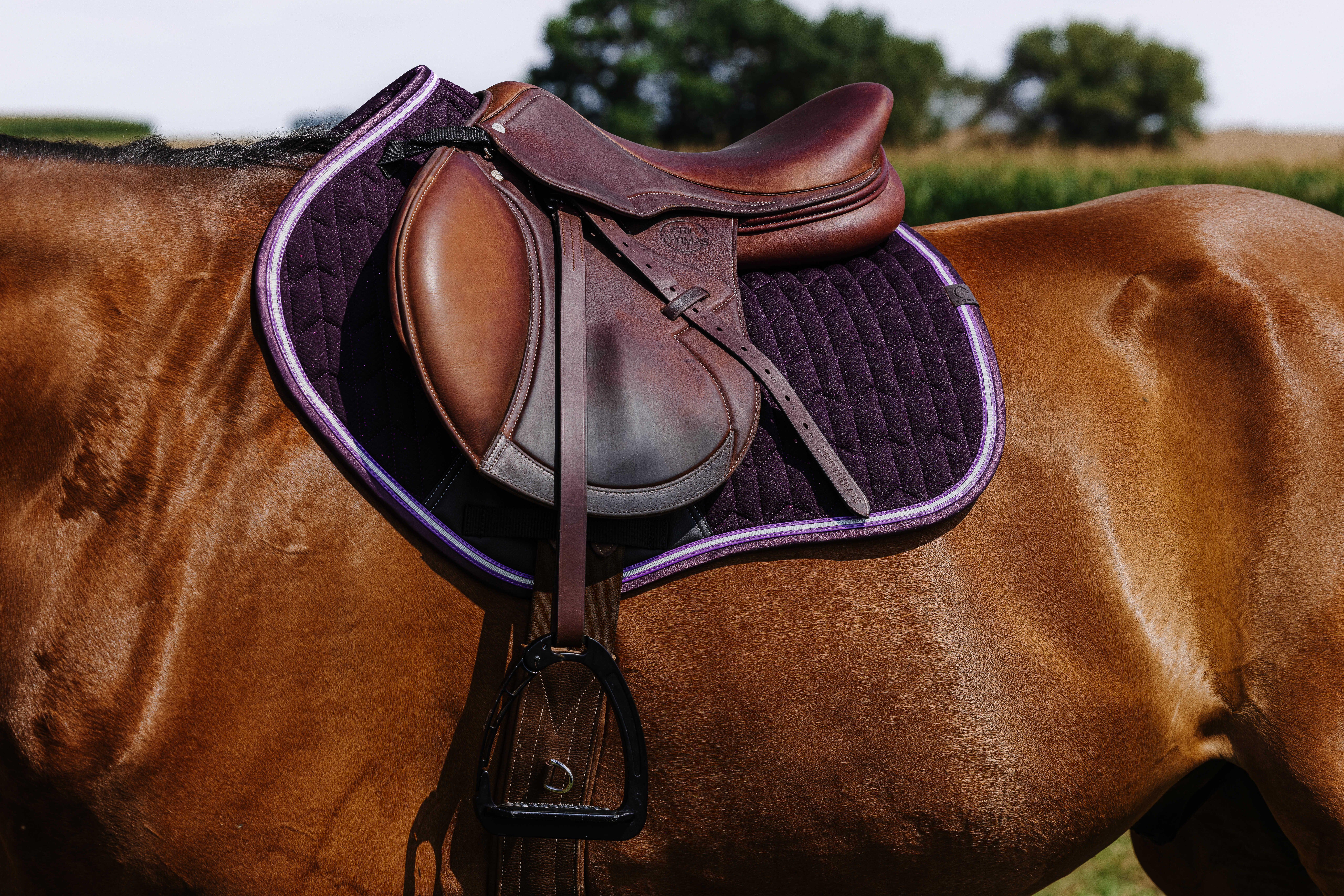 Equitheme Eclat Schabrak Lila - 2